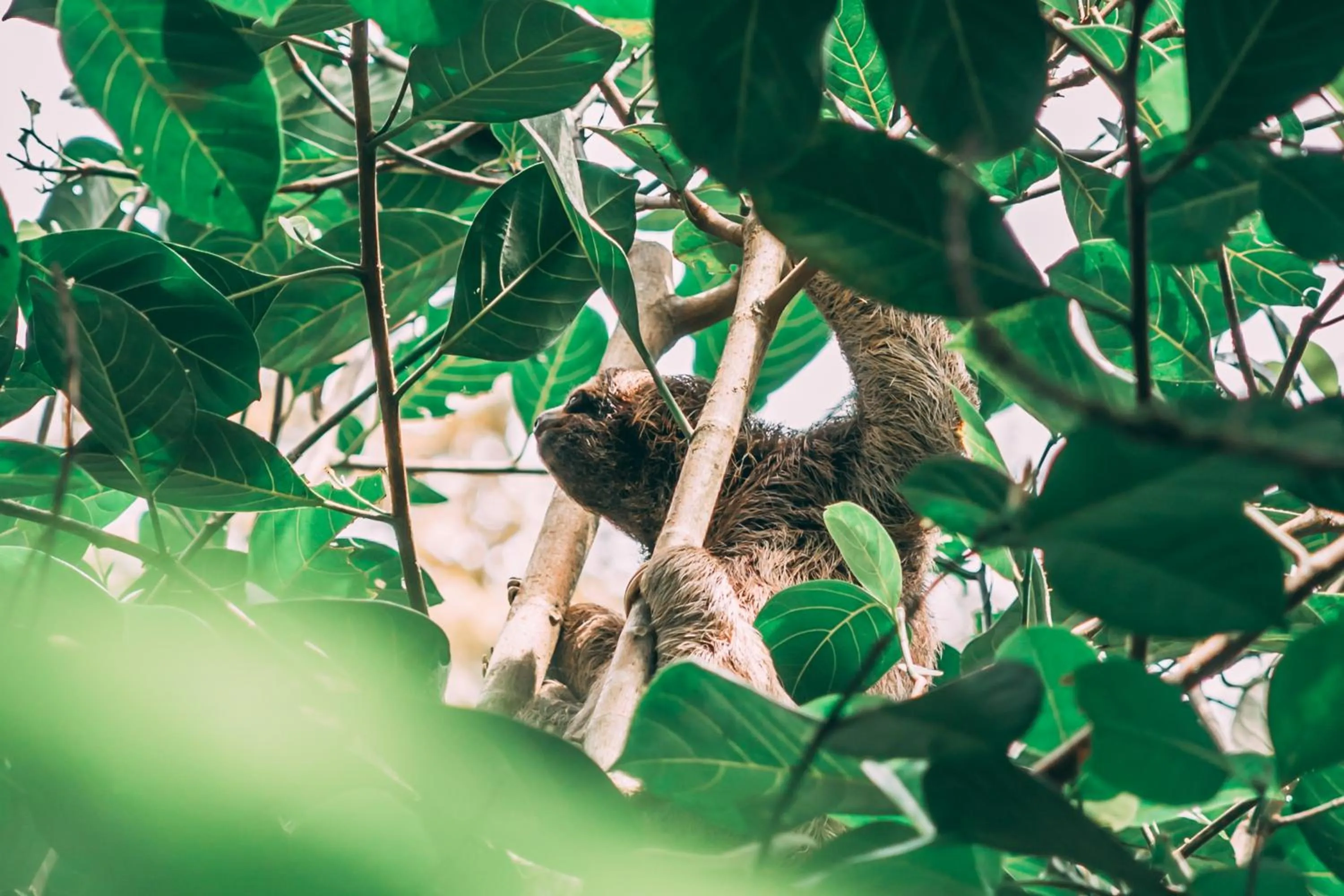 La Loma Jungle Lodge and Chocolate Farm