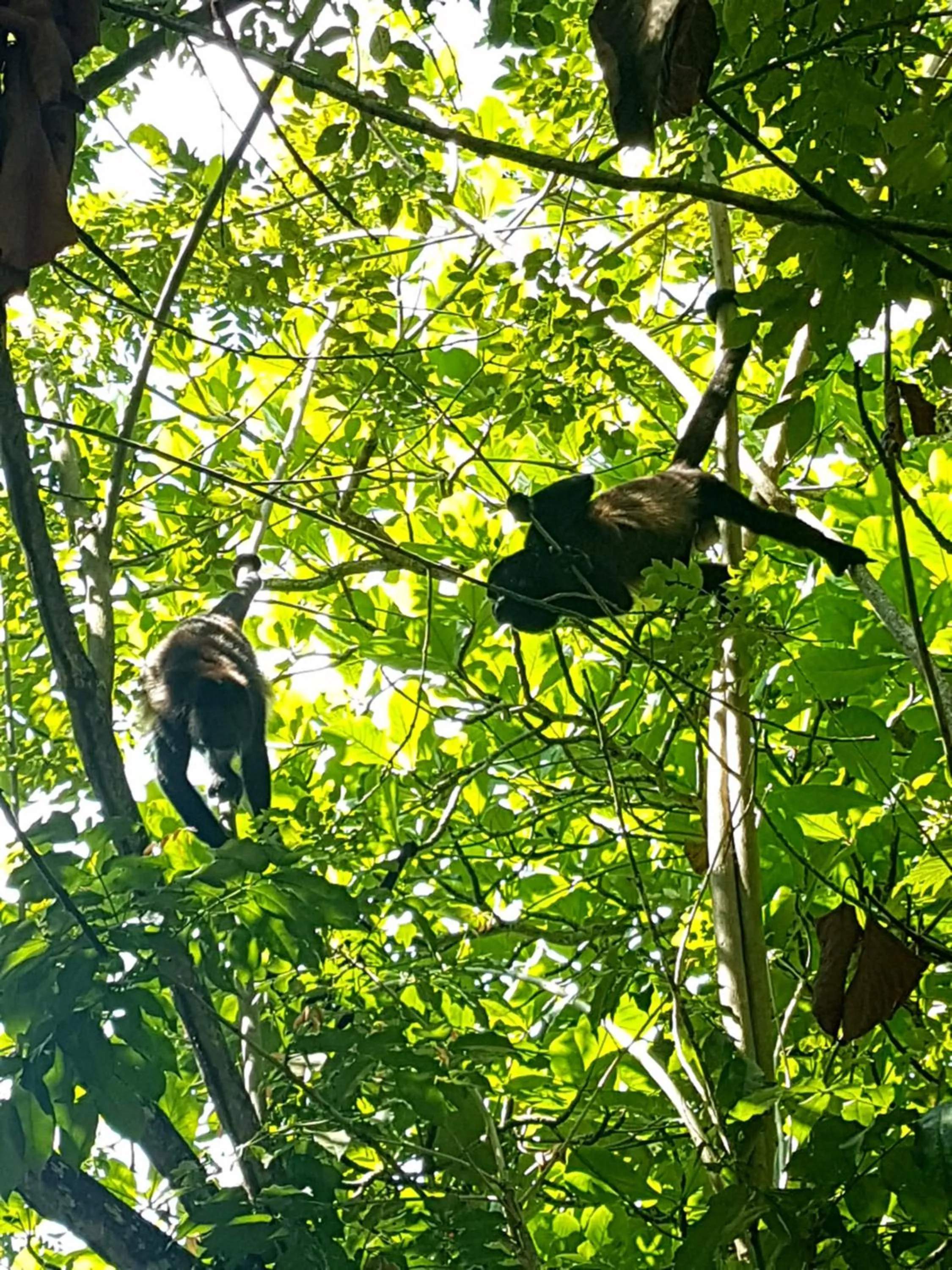 Animals in Drago Beach House - Private Beach