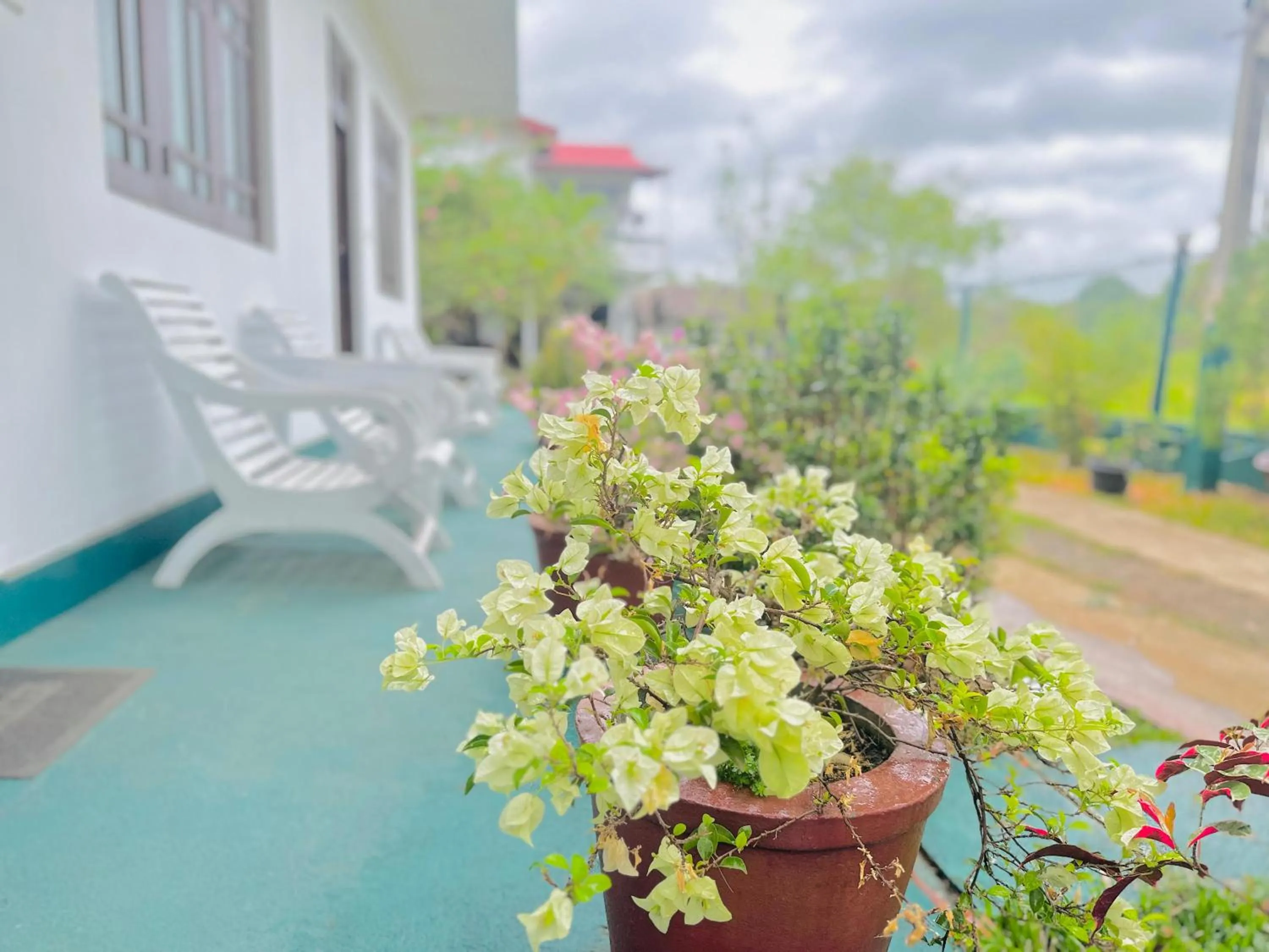 Garden view in New Peacock Resort