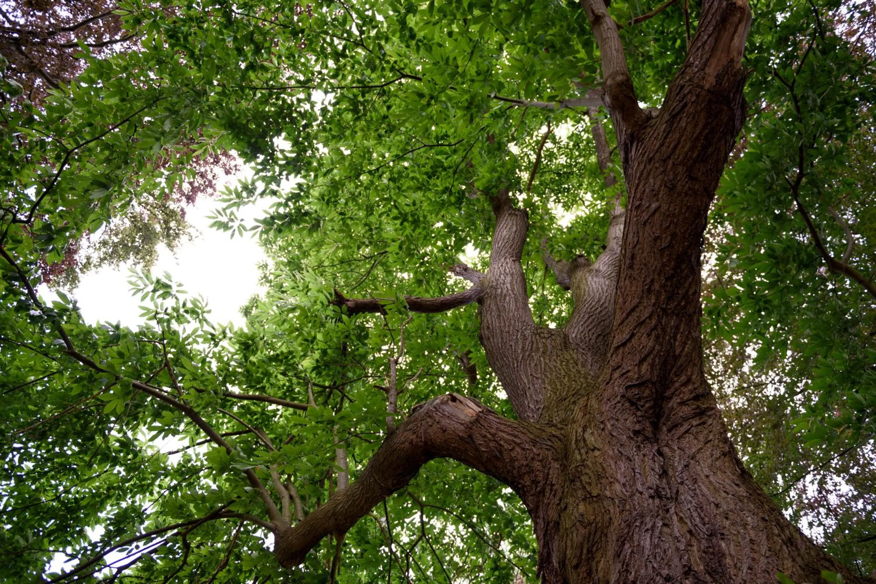 Garden in Hof Ter Beuke