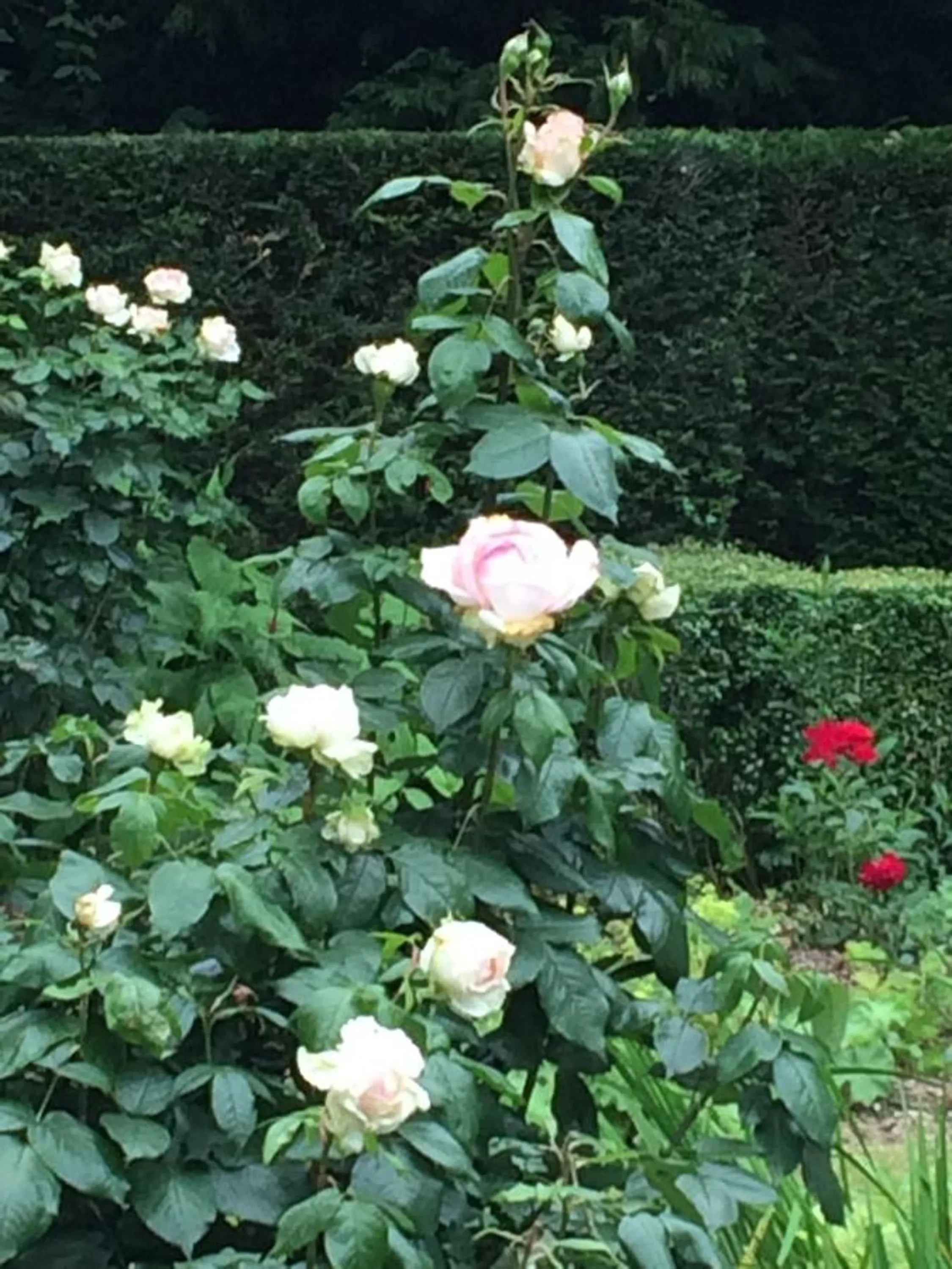 View (from property/room) in Hof Ter Beuke