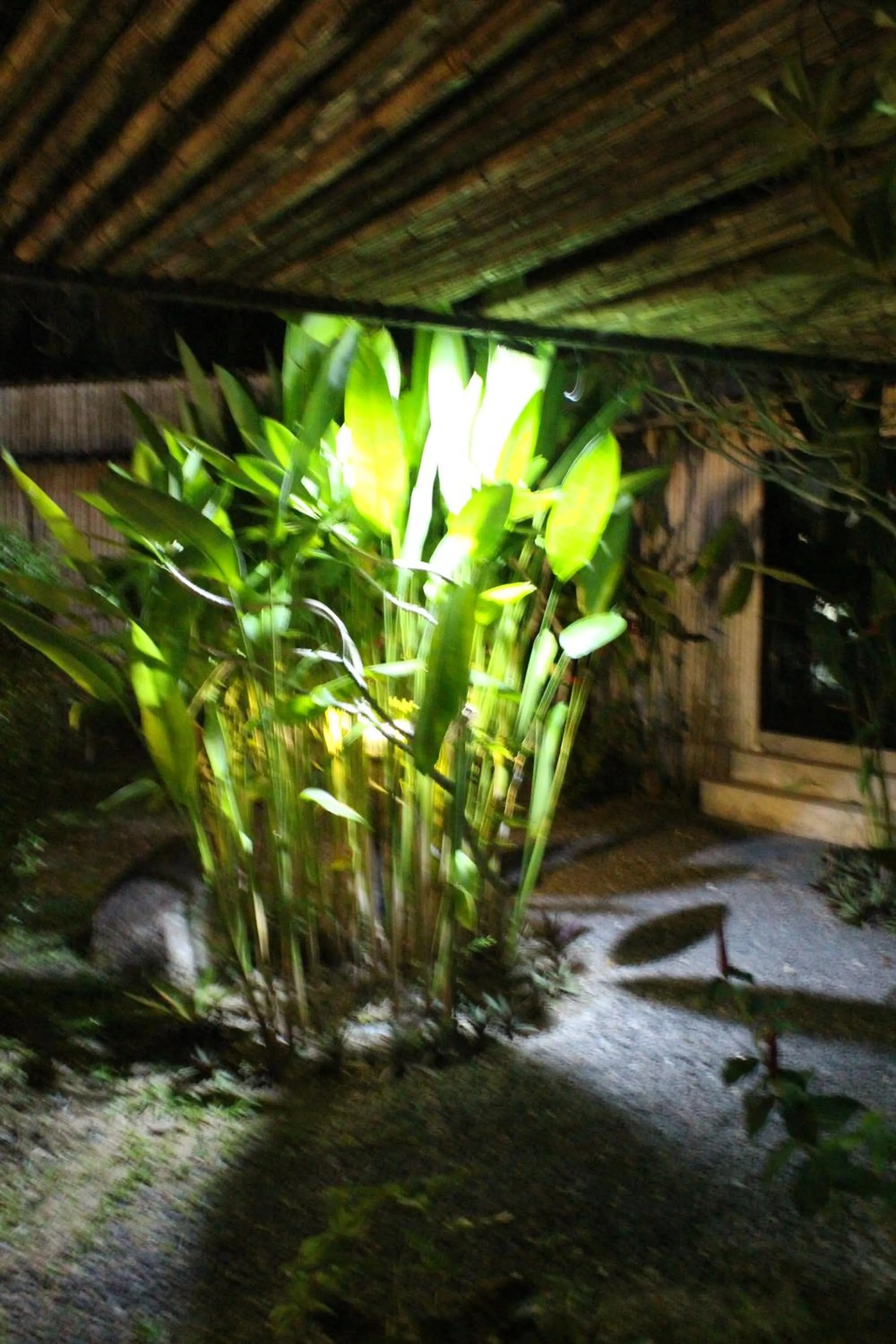 Garden view in B Happy Resort - SHA ExtraPlus