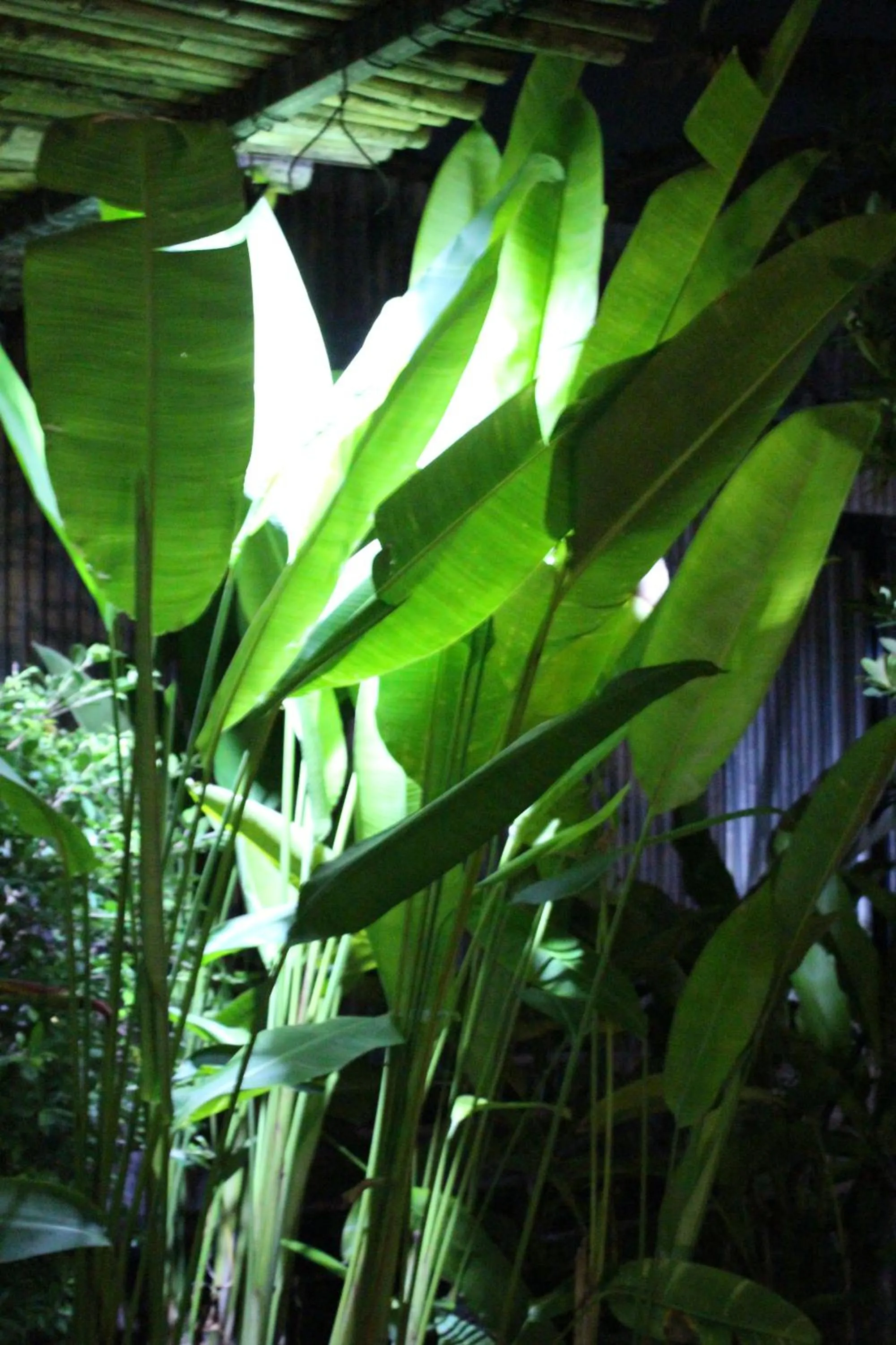 Garden in B Happy Resort - SHA ExtraPlus