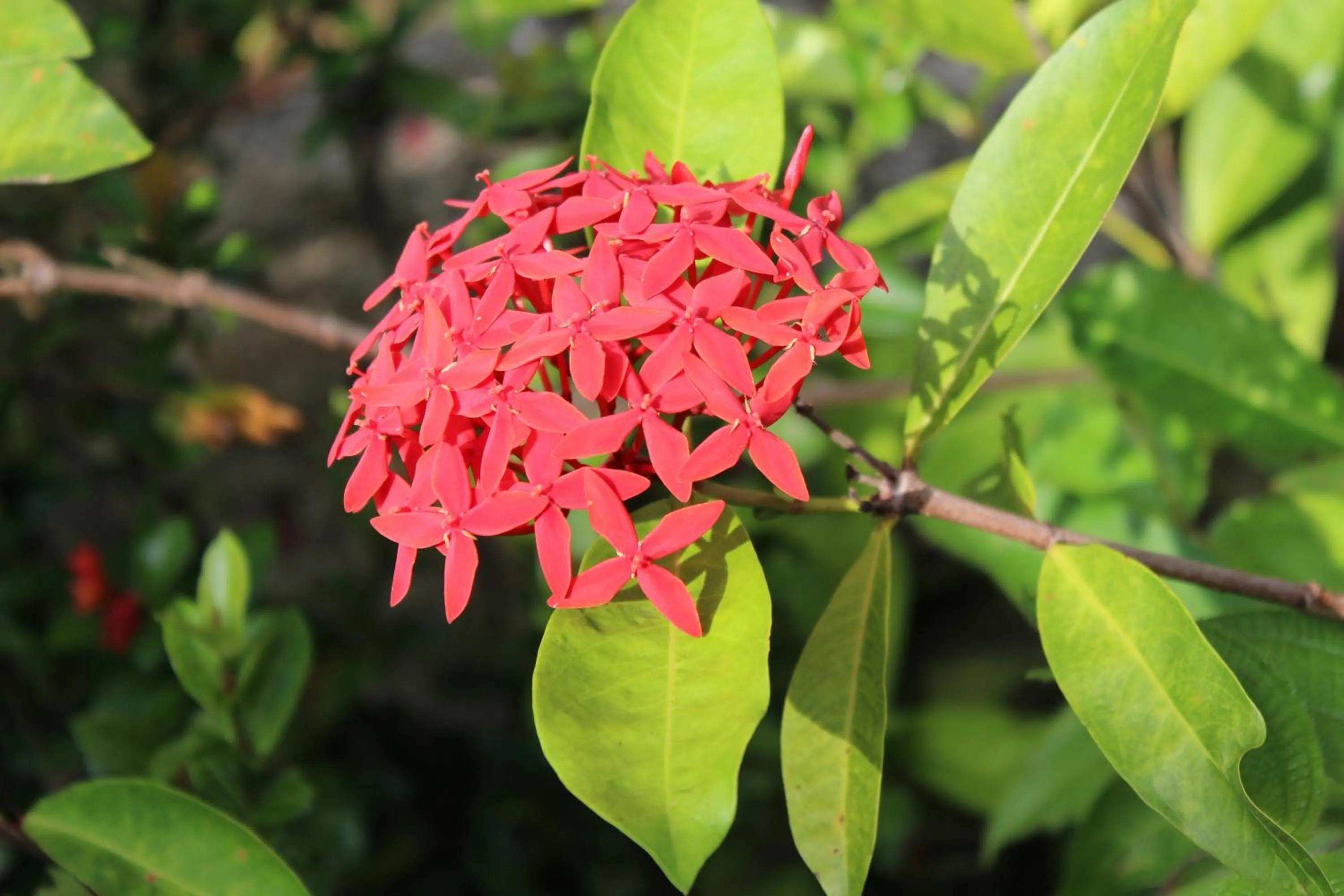 Garden in B Happy Resort - SHA ExtraPlus