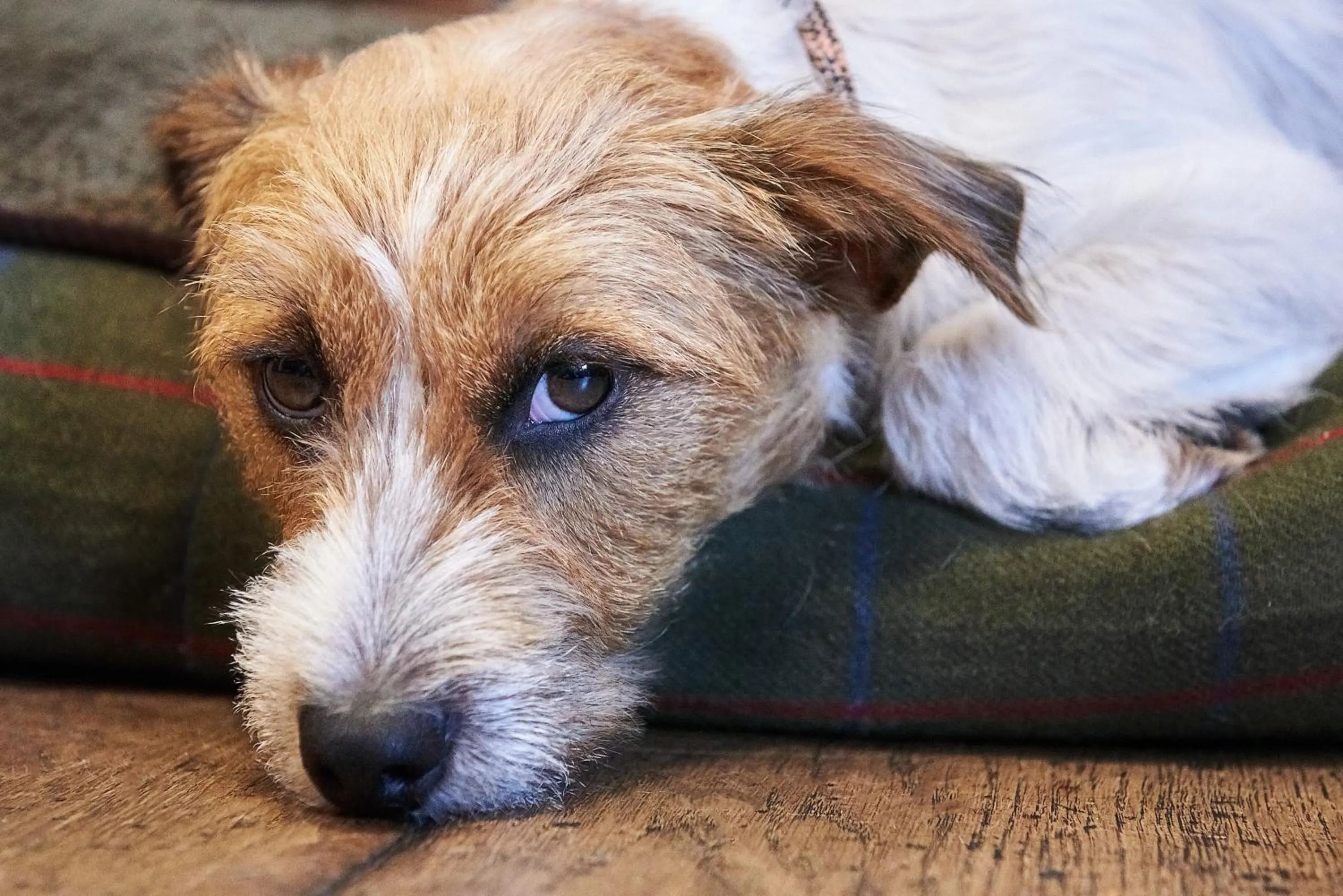Pets in The Queens Head