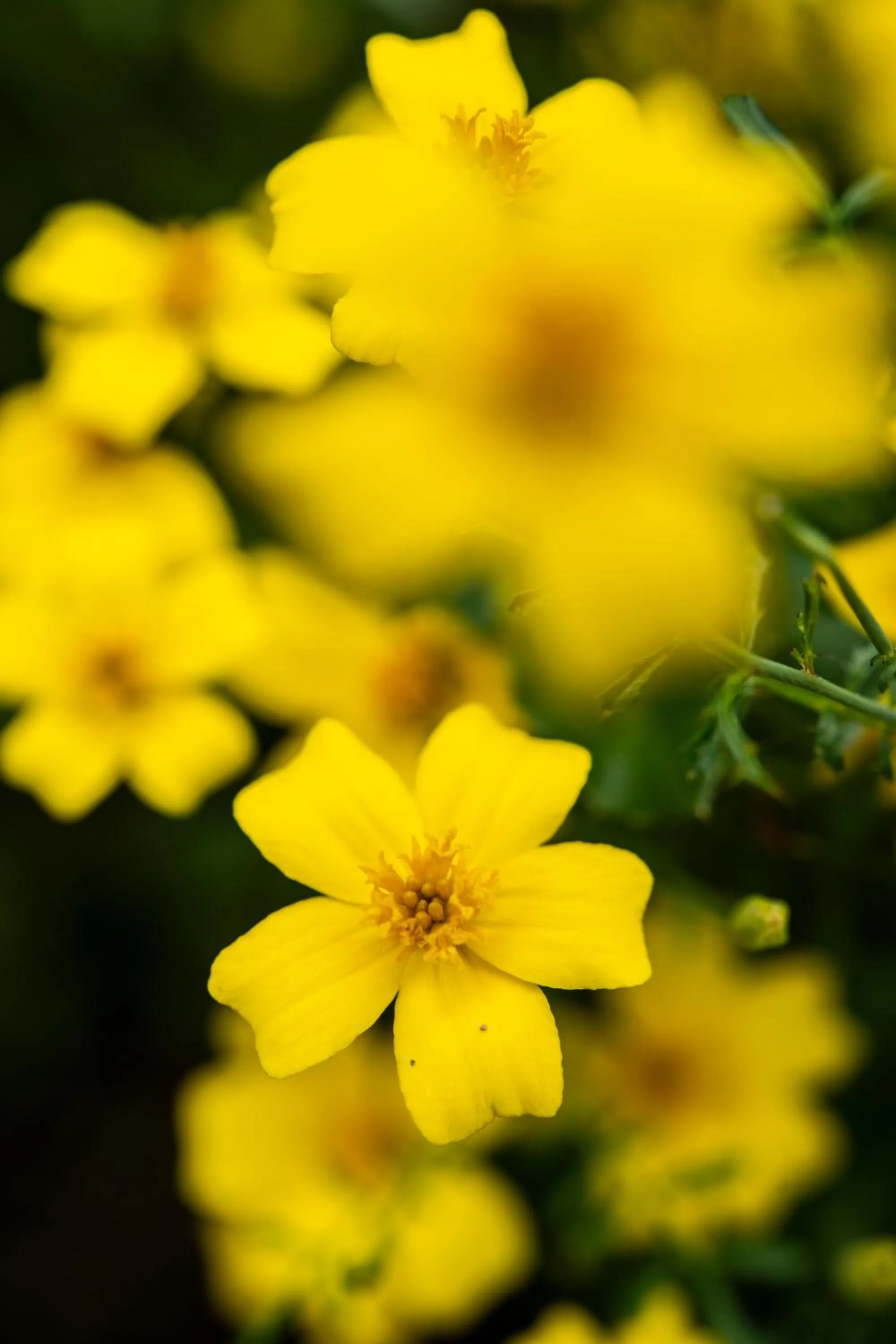 Garden in Flocons de Sel - Relais & Chateaux