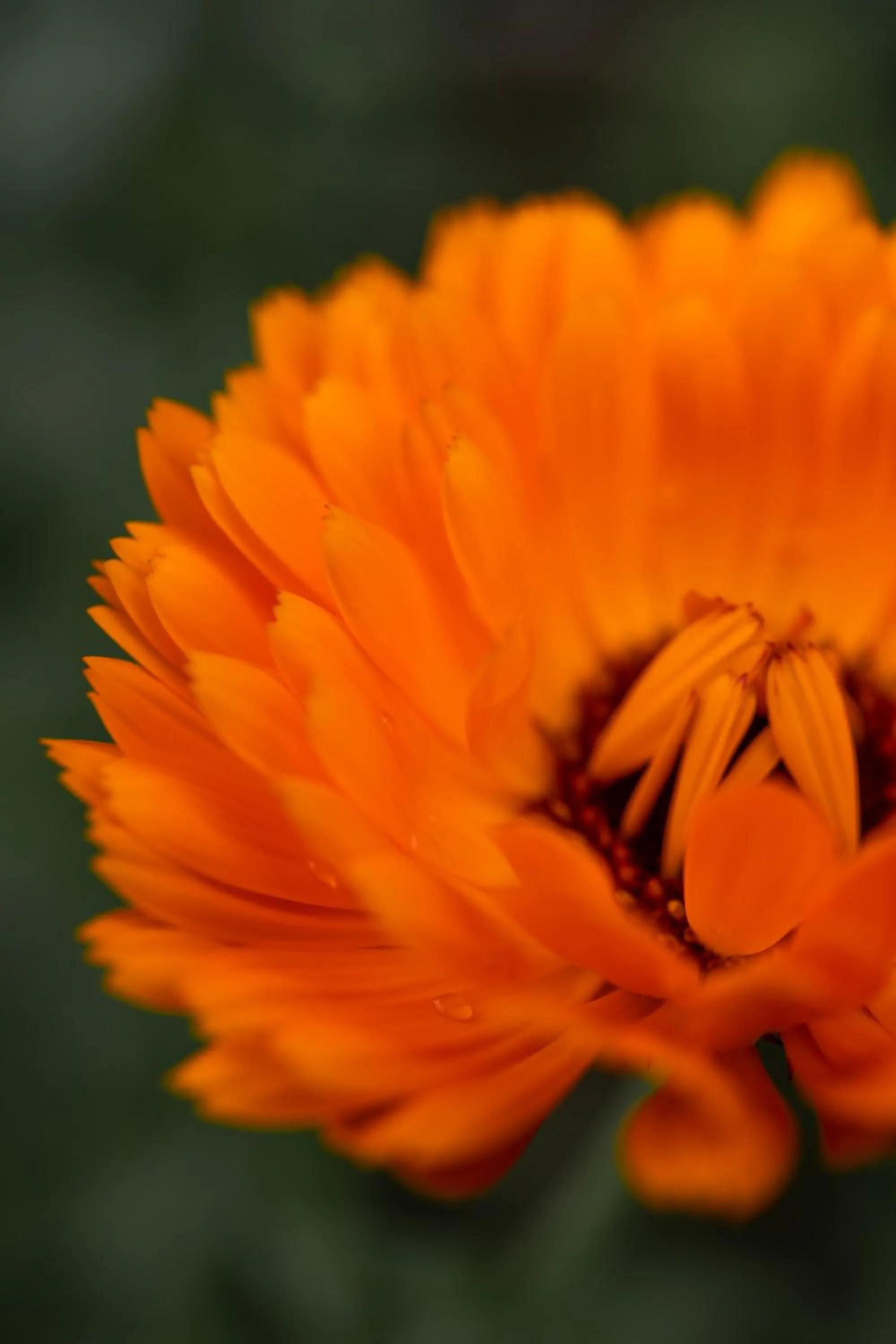 Garden in Flocons de Sel - Relais & Chateaux