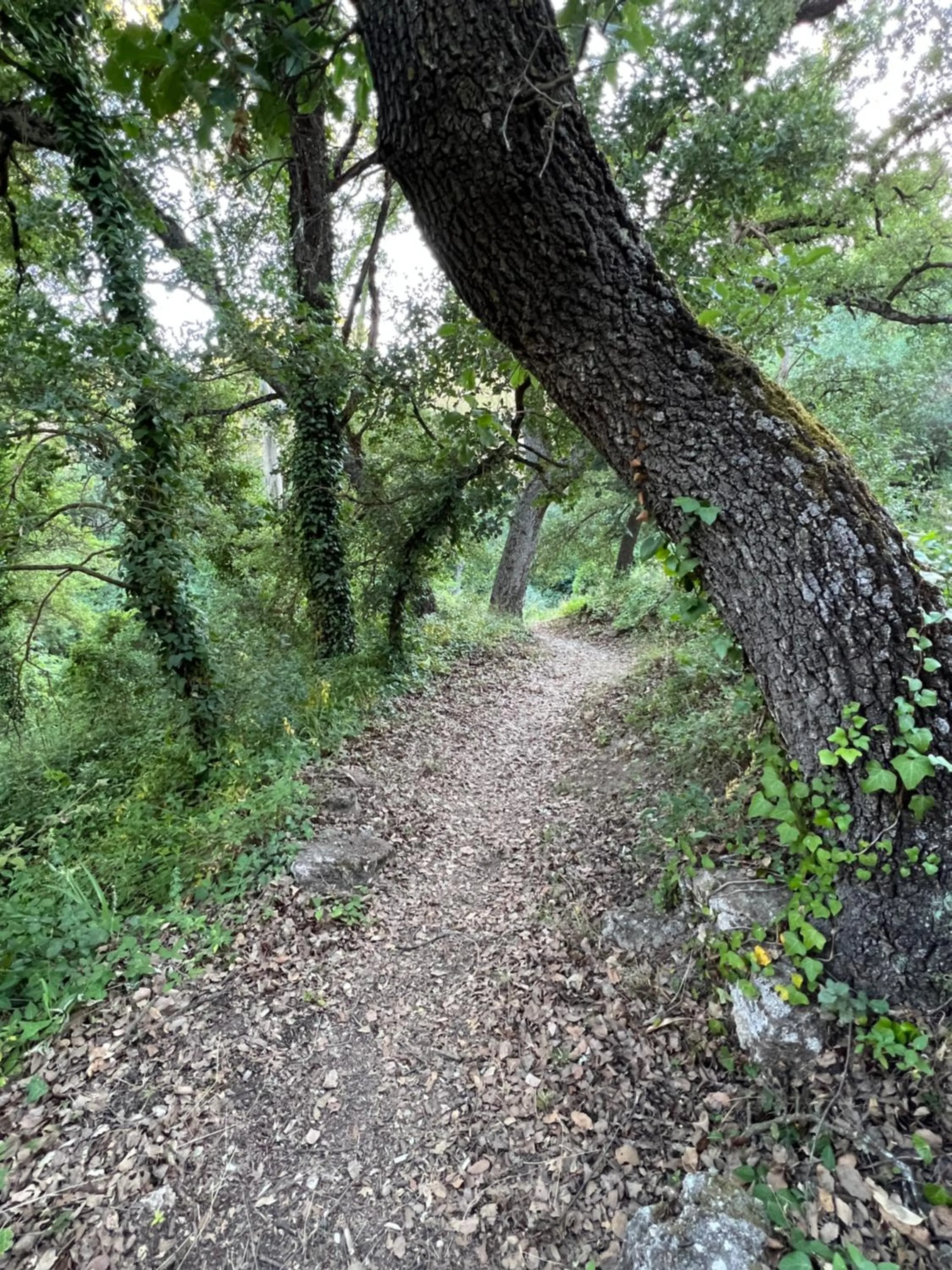 Villa Ignacia B&B - Naturaleza entre Ronda & Setenil