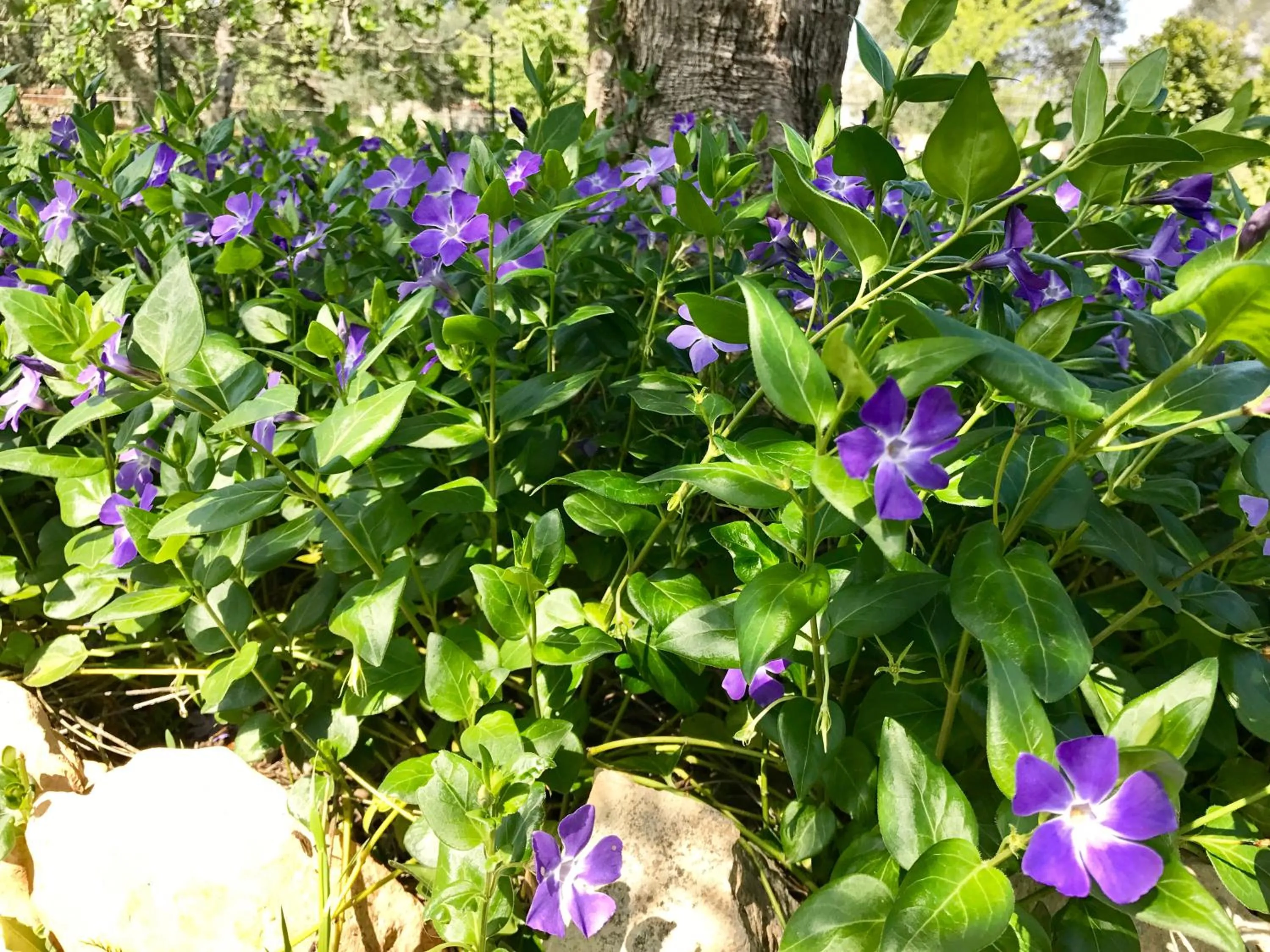 Natural landscape in Il Trullo di Giulietta
