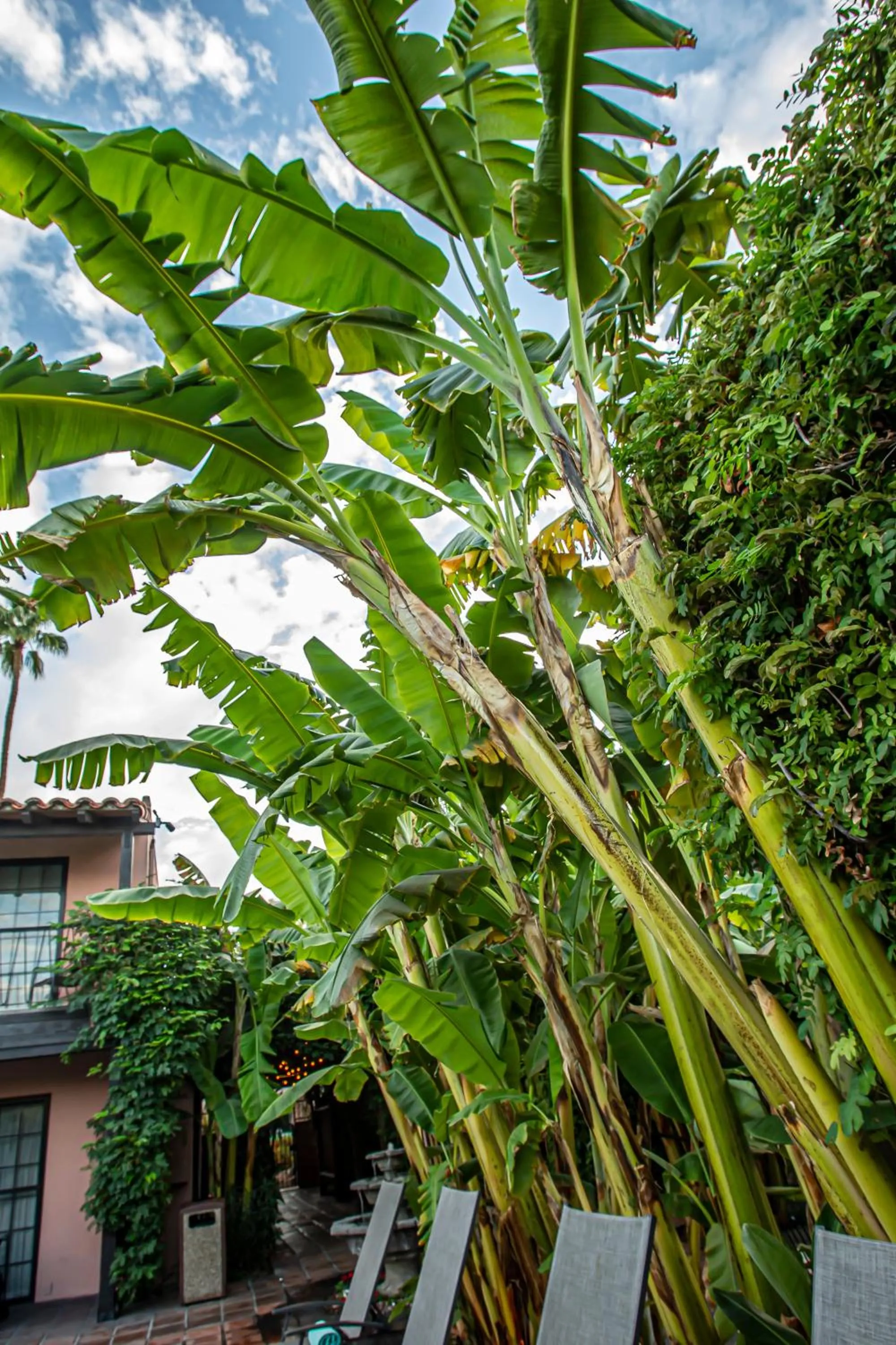 Garden in Hotel California