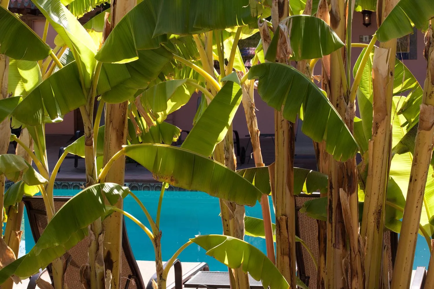 Garden in Hotel California