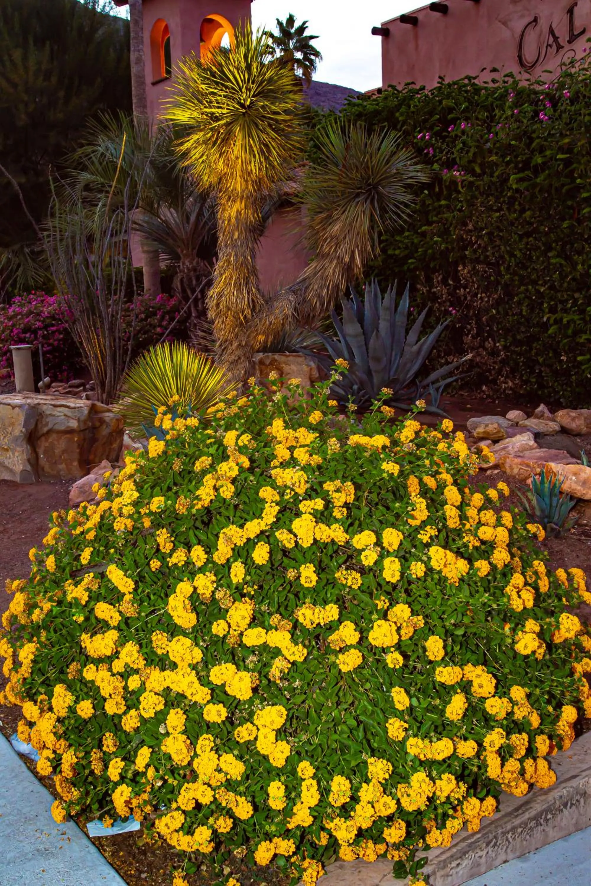 Garden in Hotel California