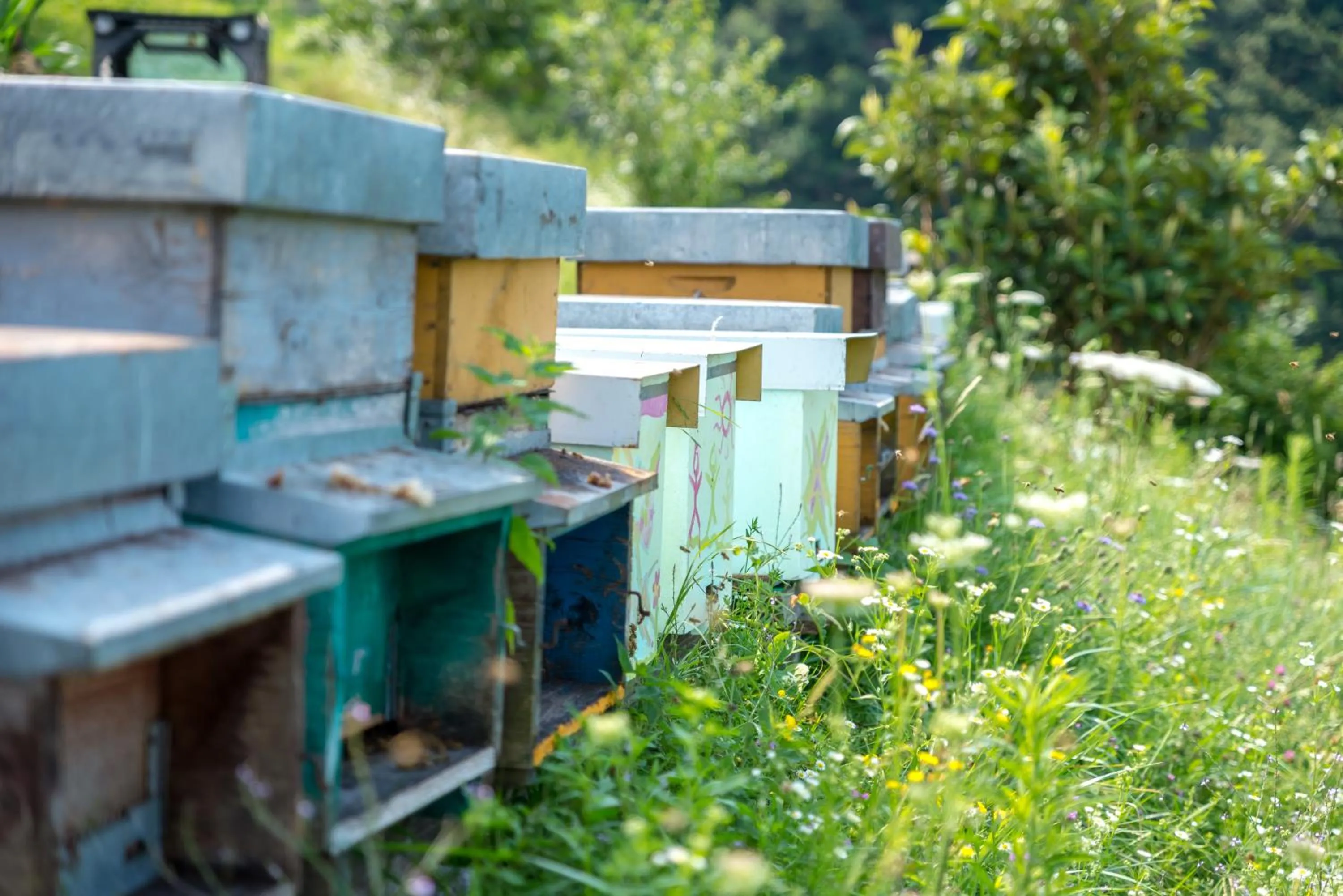 Agriturismo Alveare sul lago