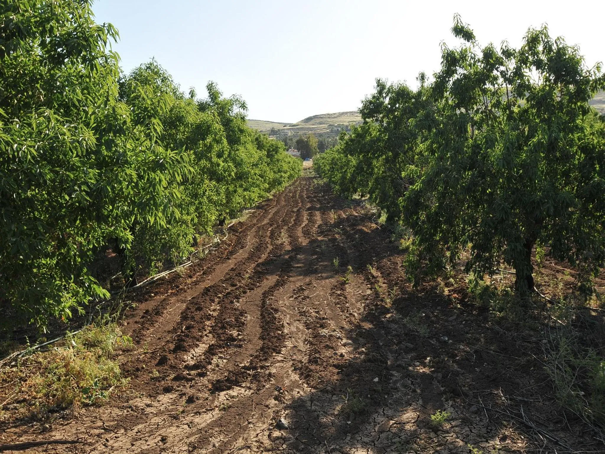 Natural landscape in Zimmer BaSadot