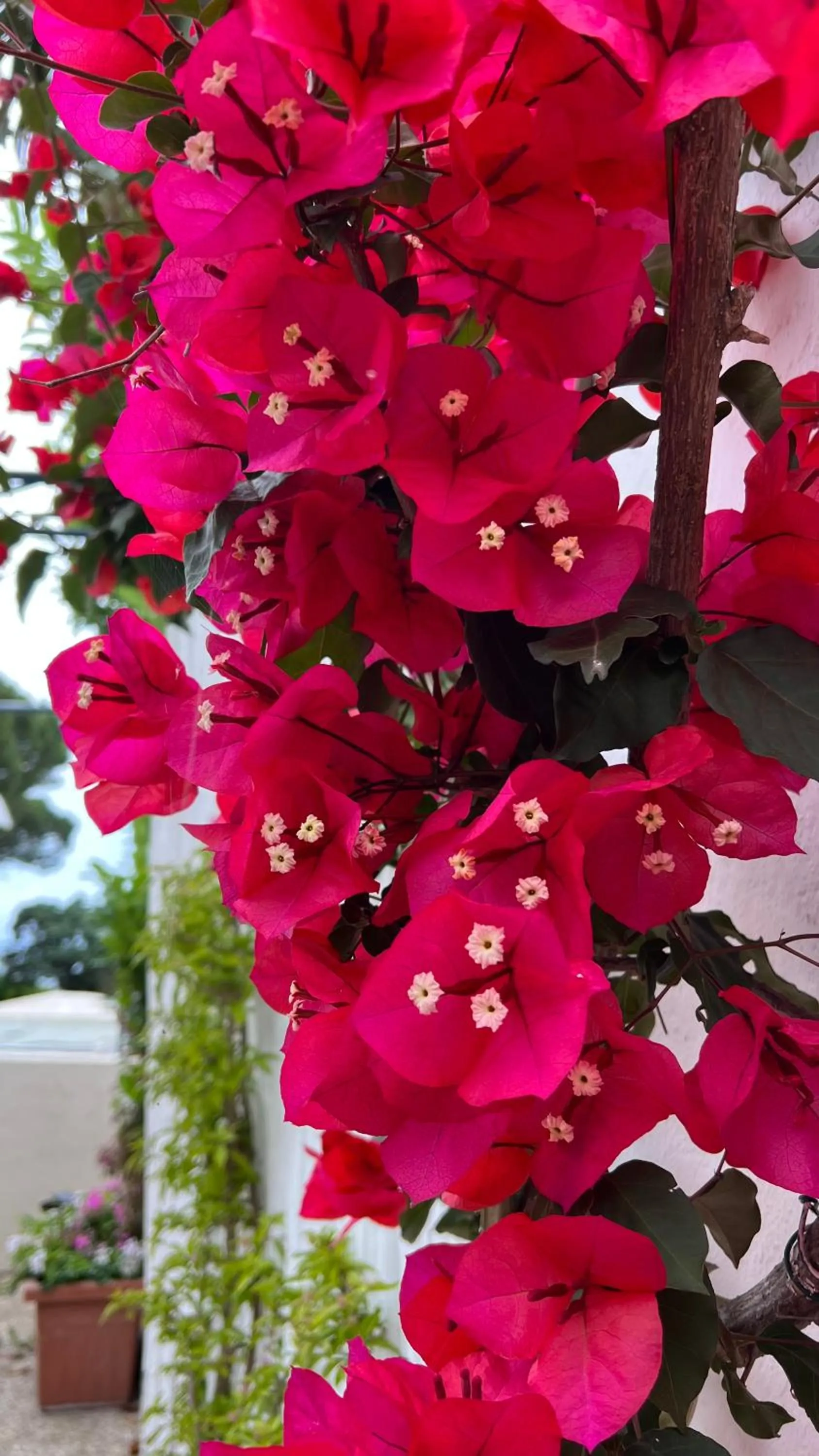 Spring in Hotel Victoria Place