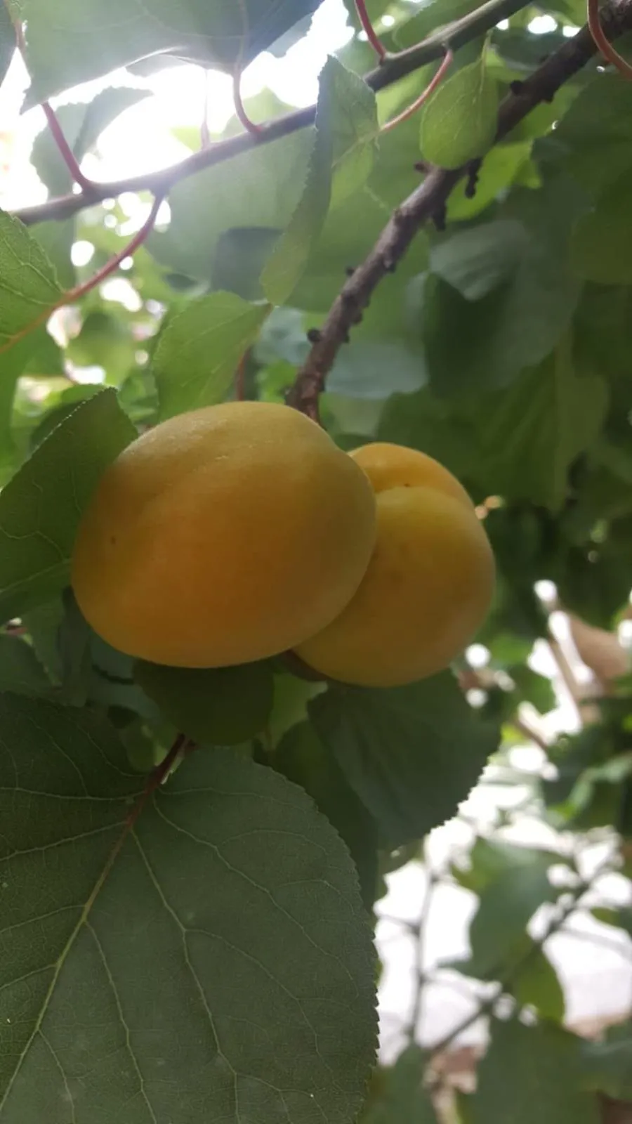 Summer in Giardini Mon Plaisir