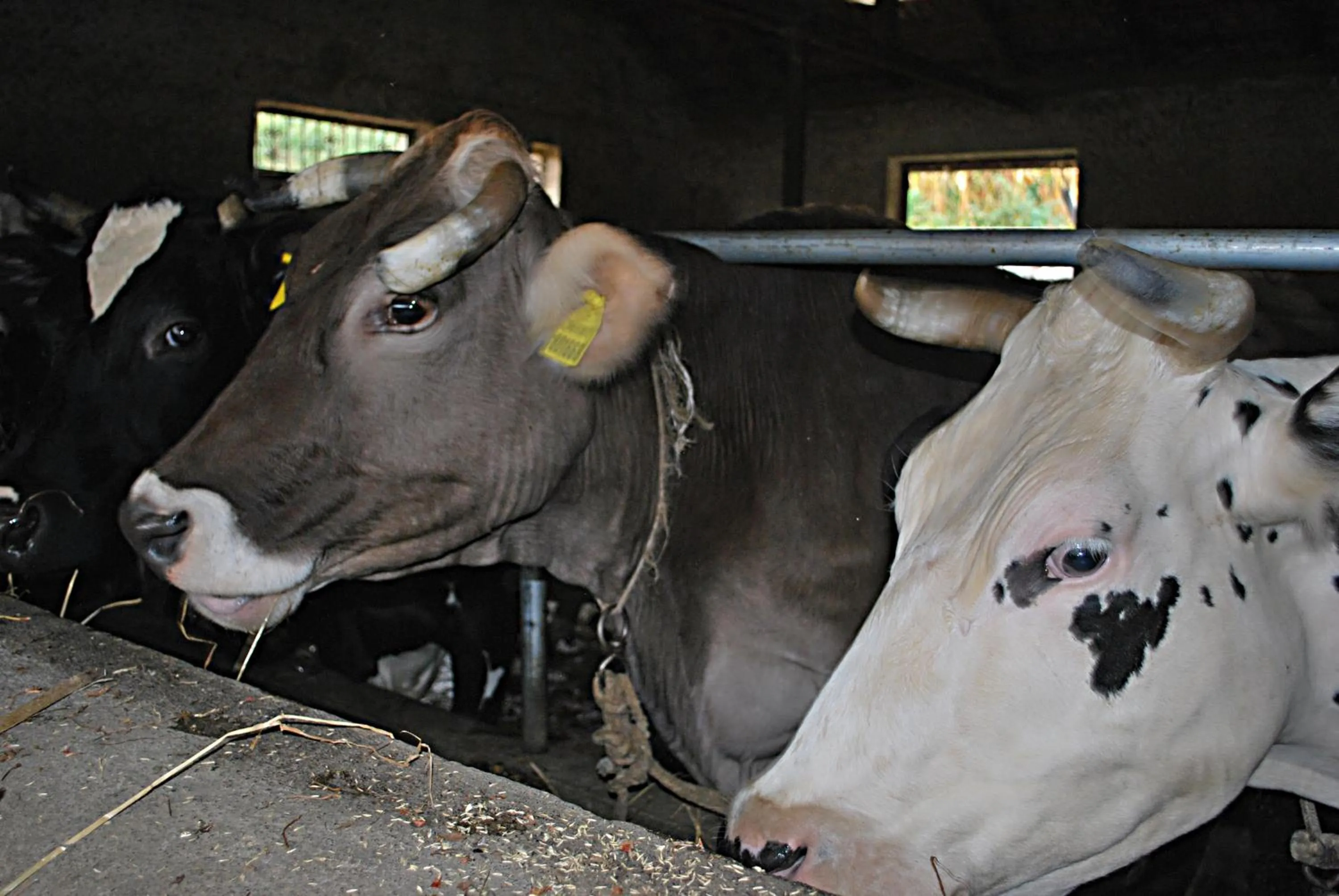 Animals in Nido Verde