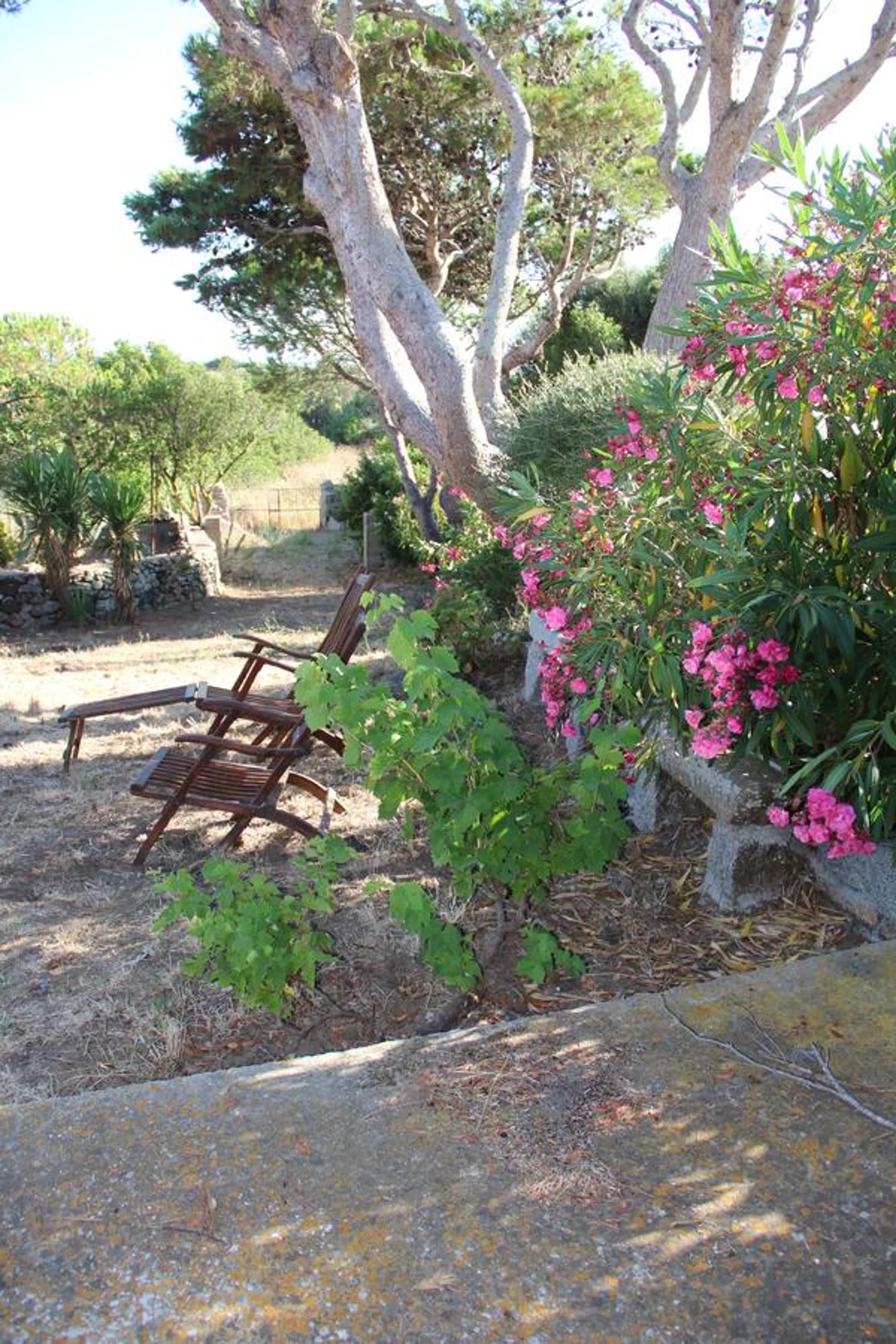 Garden view in Le 25 Tartarughe