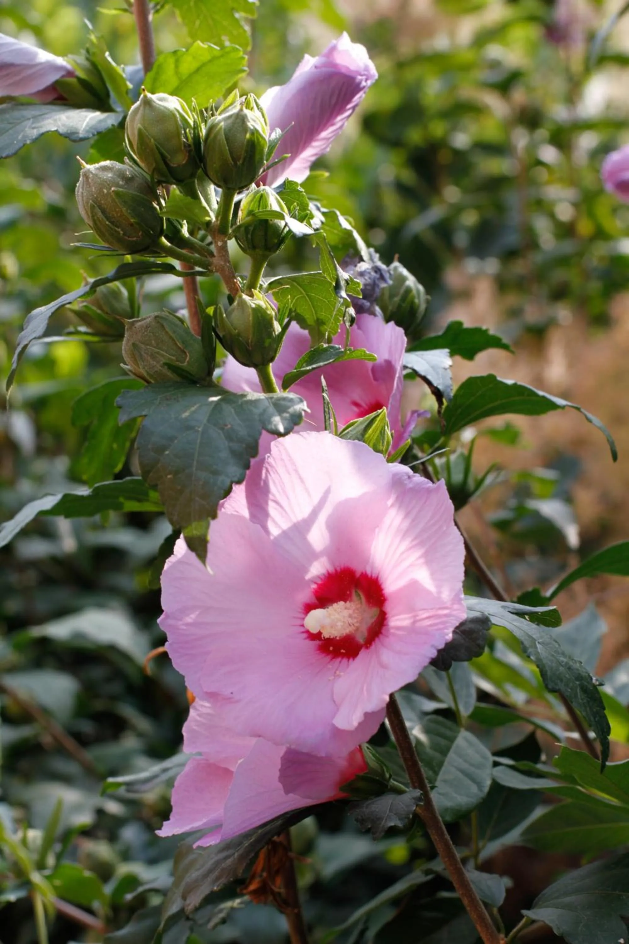 Spring in Albergo della Ceramica