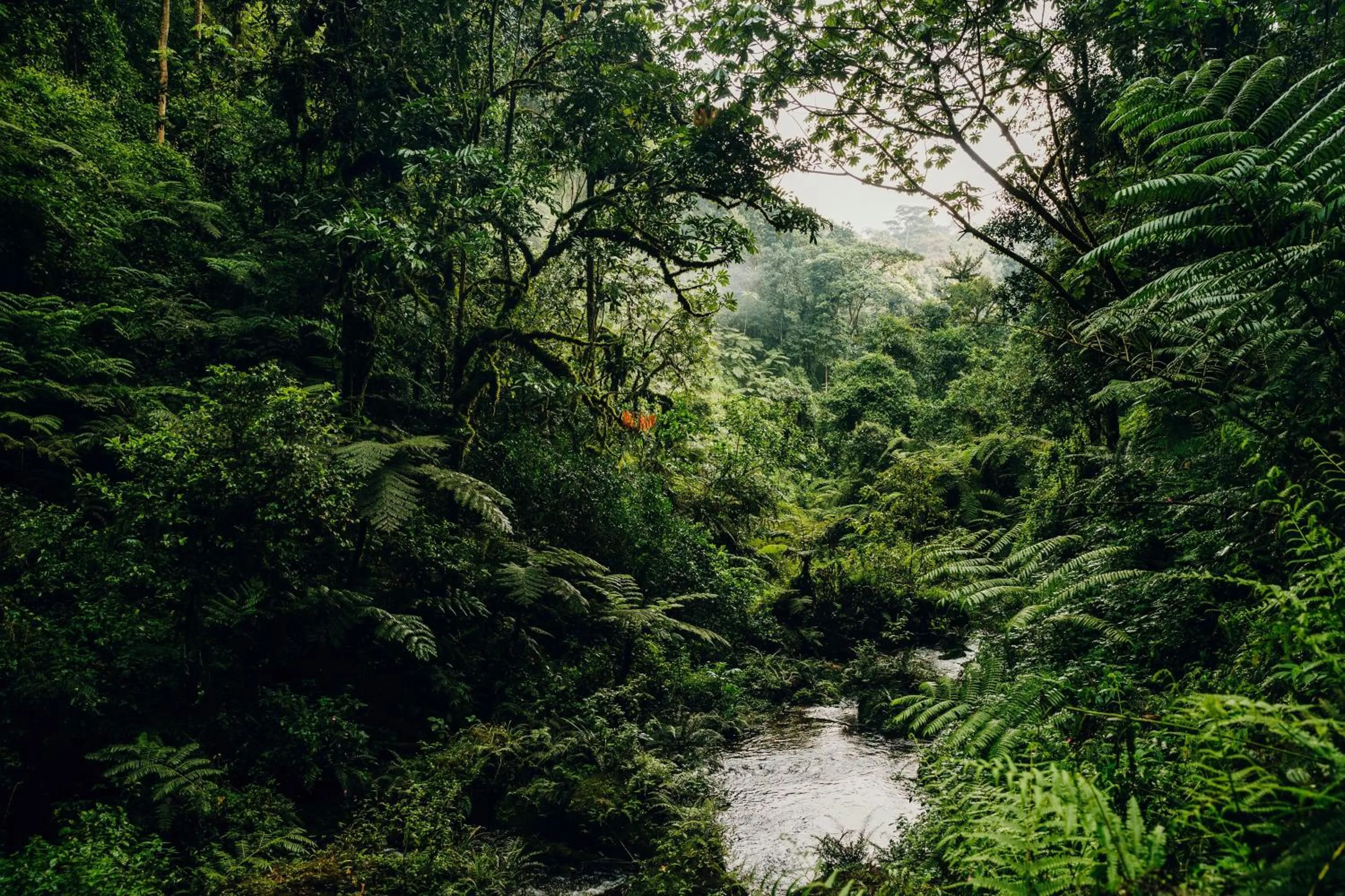 Natural landscape in One&Only Nyungwe House