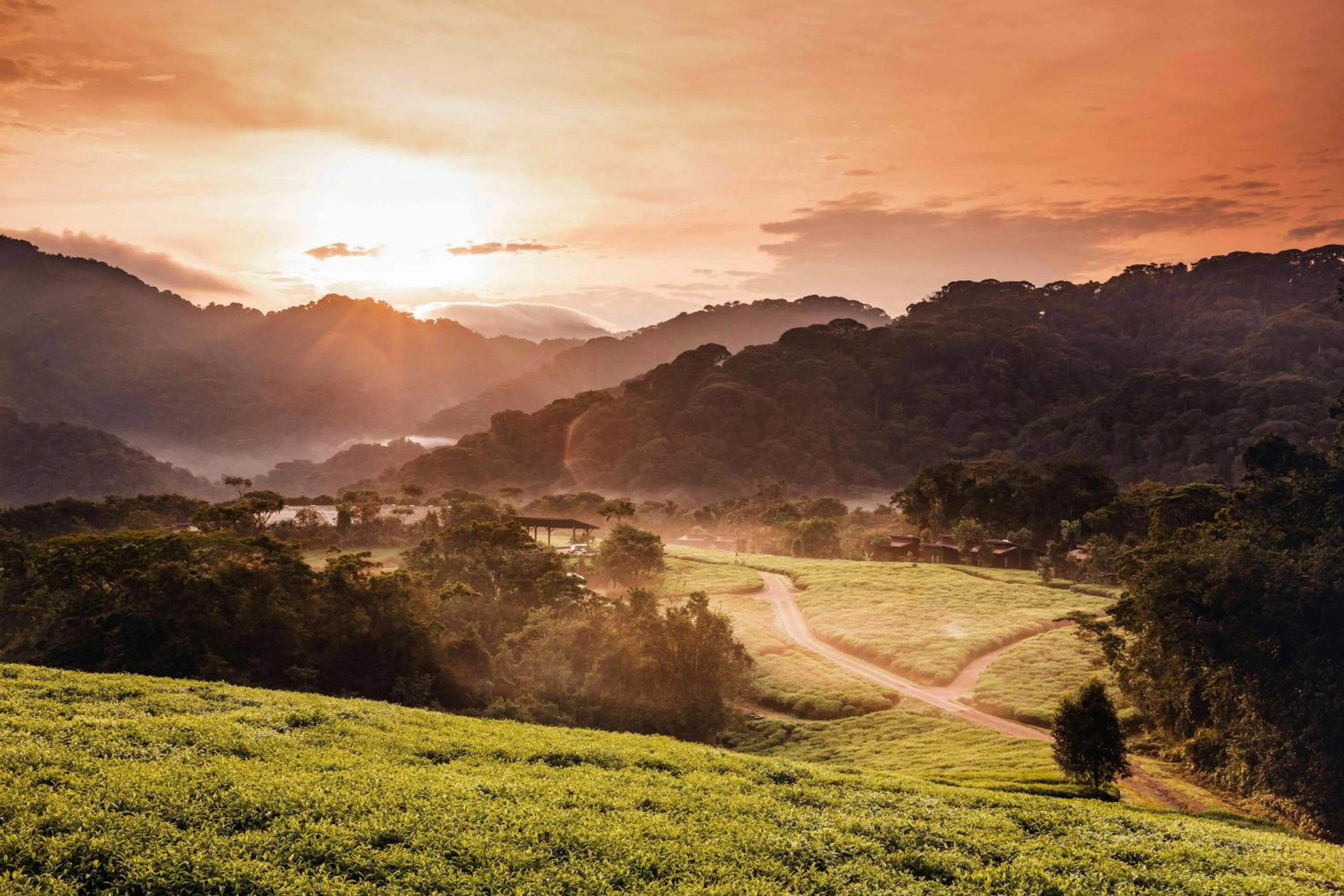Natural landscape in One&Only Nyungwe House