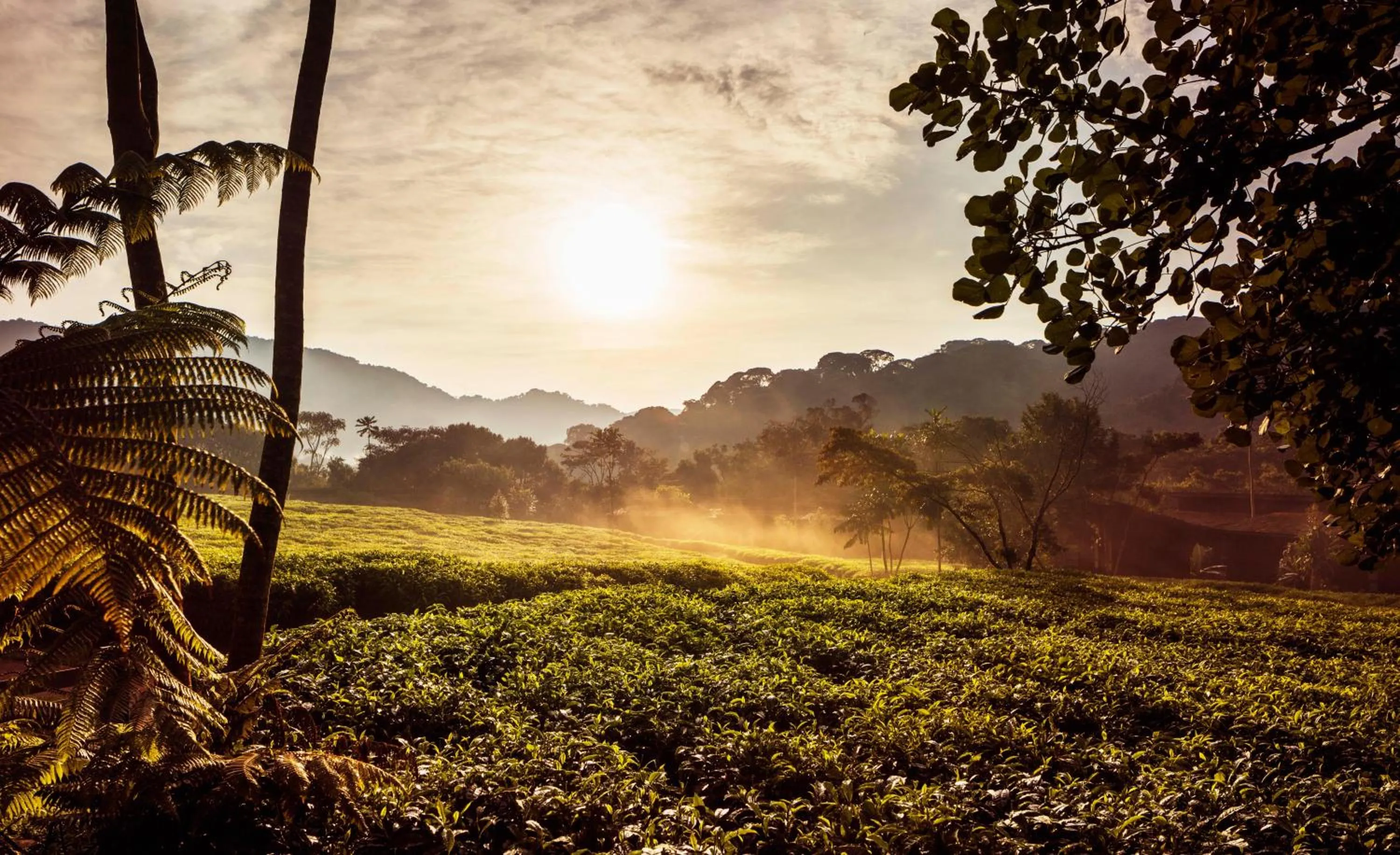 Natural landscape in One&Only Nyungwe House