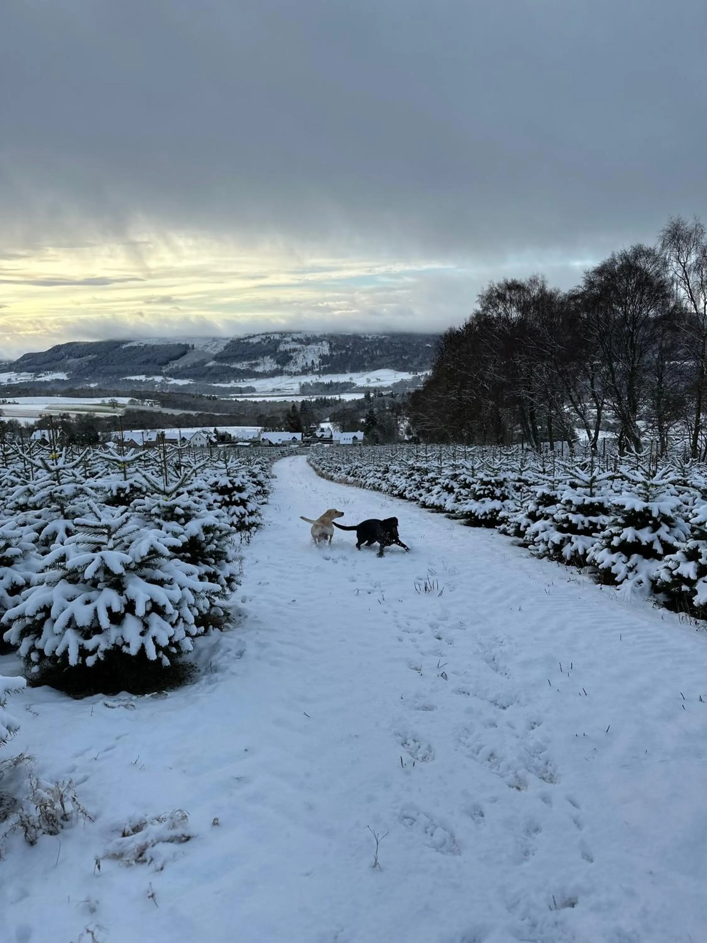 Neighbourhood in Kinnaird Woodland Lodges
