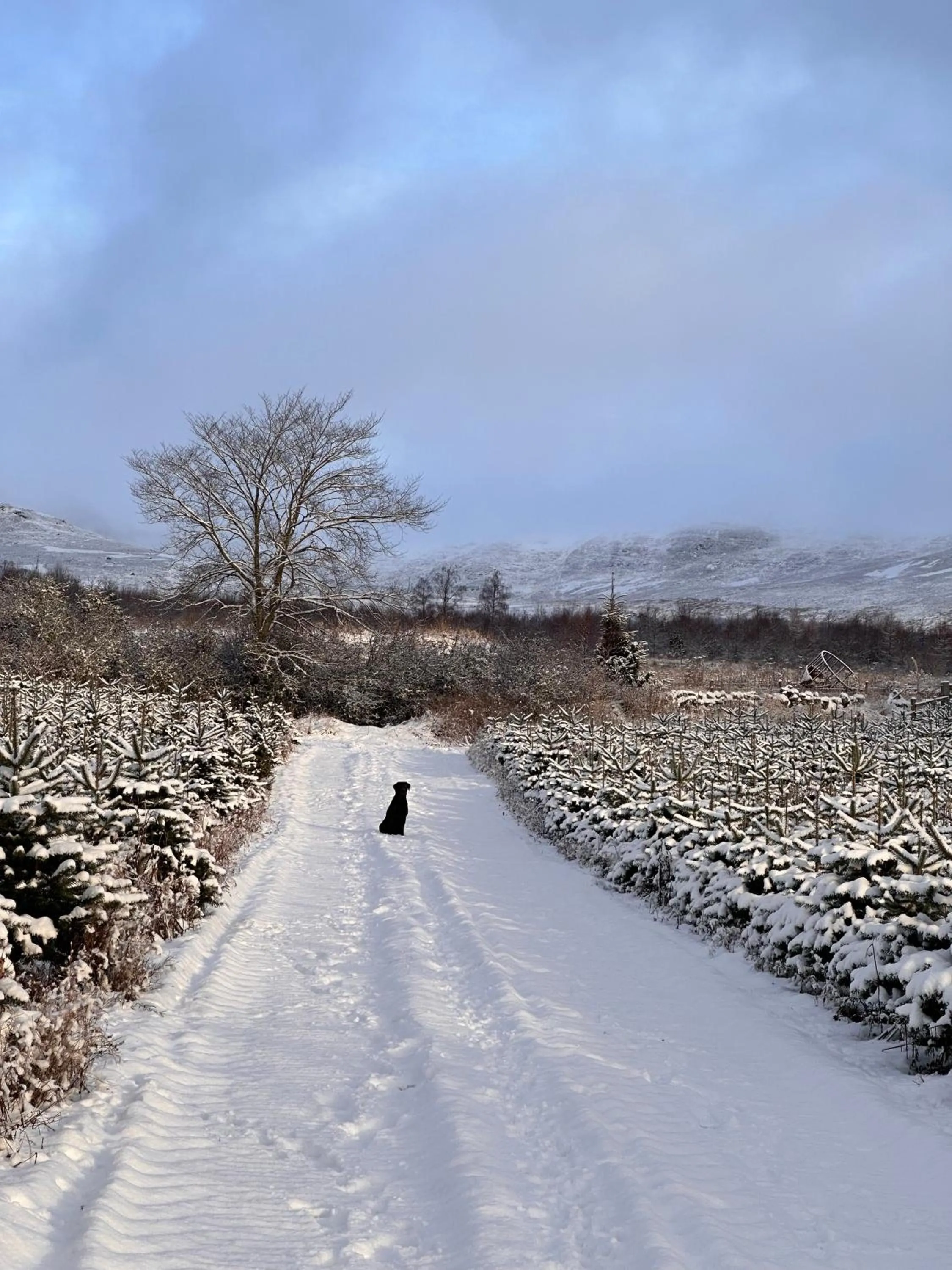 Hiking in Kinnaird Woodland Lodges