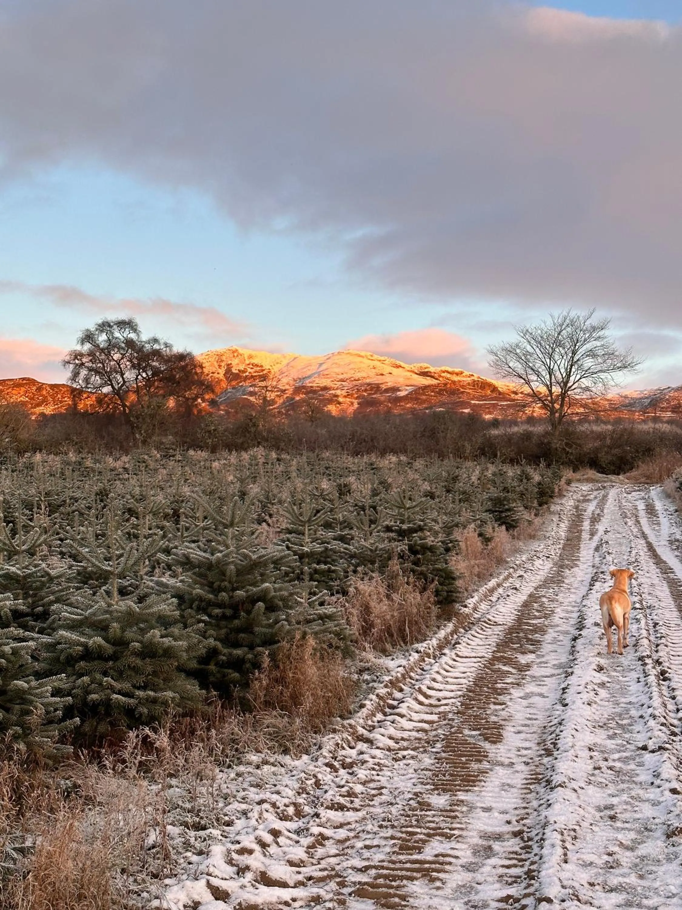 Kinnaird Woodland Lodges