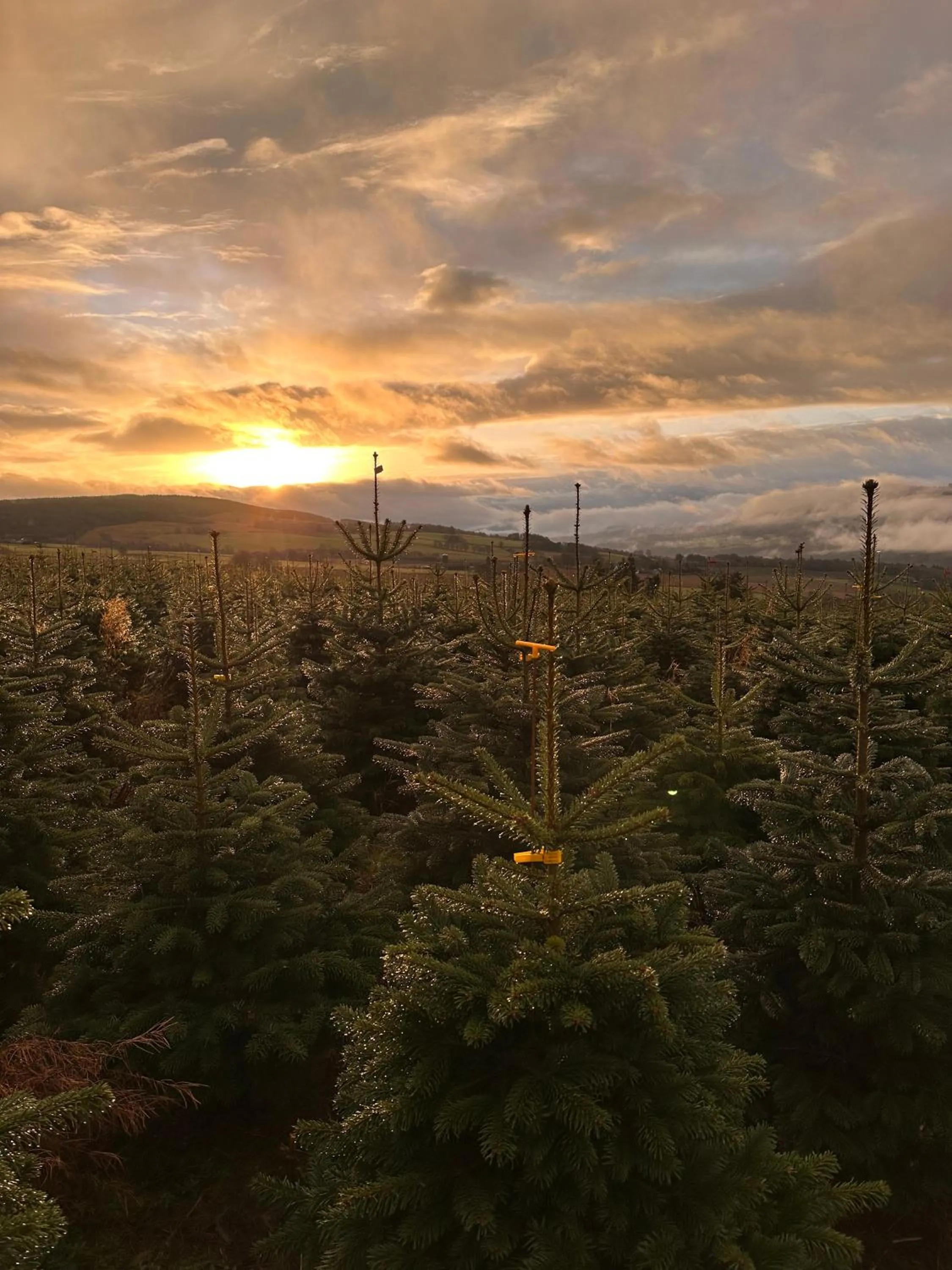 Hiking in Kinnaird Woodland Lodges