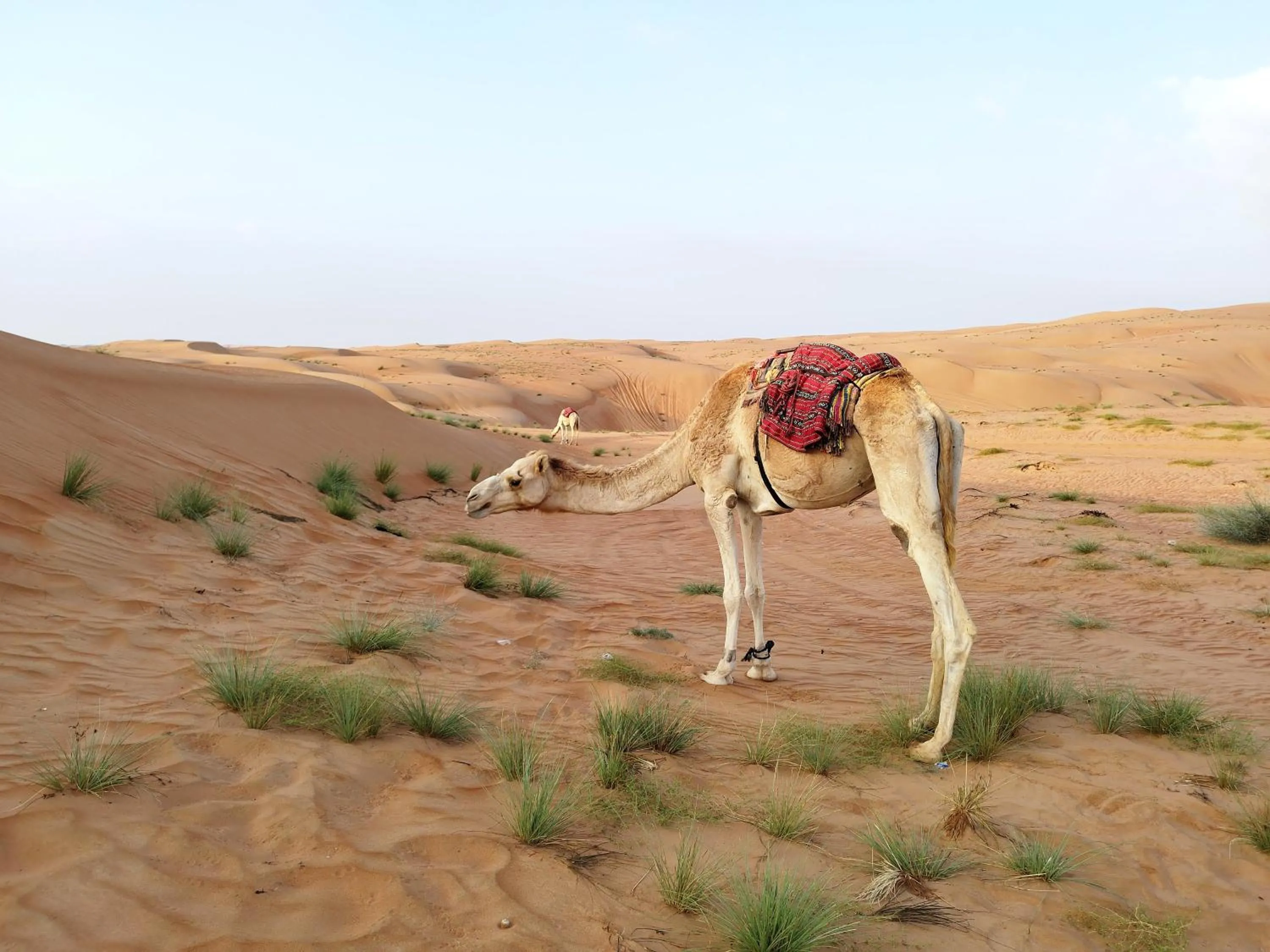 Natural landscape in Sands Dream Tourism Camp