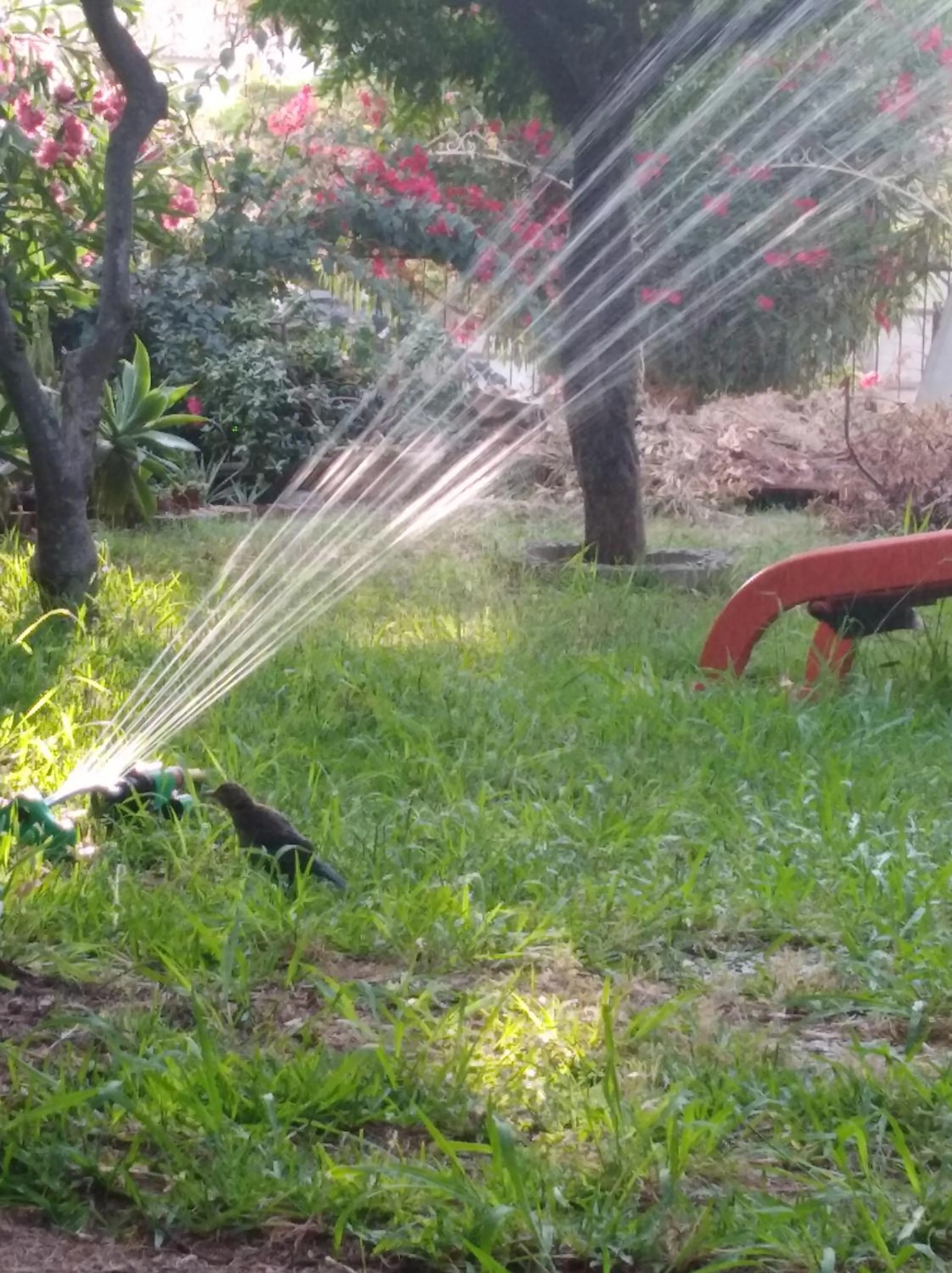 Garden view in Da Fabio Bed and Breakfast
