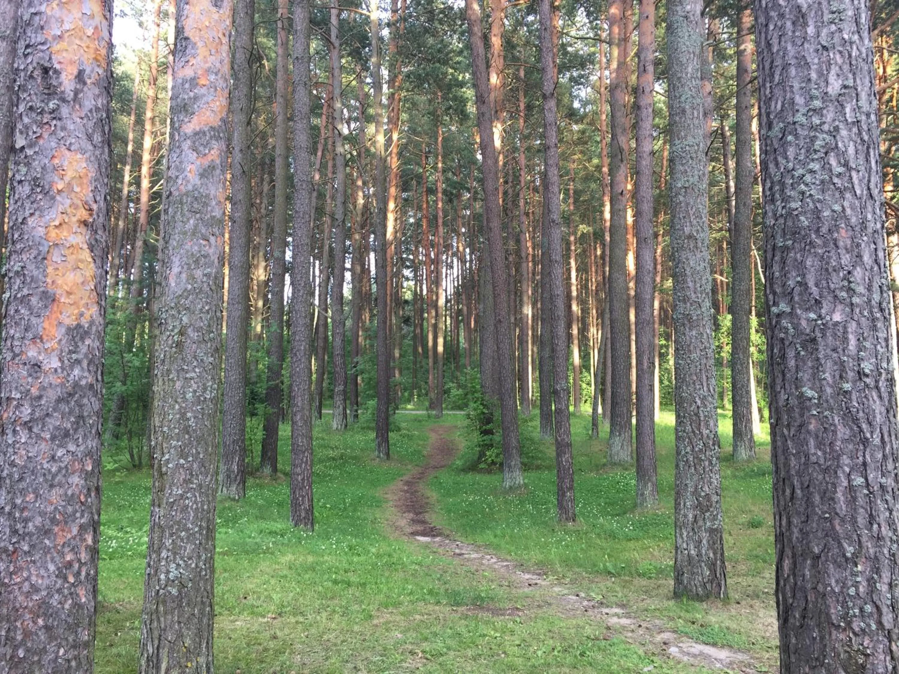 Natural landscape in Pirita Beach Apartments & SPA