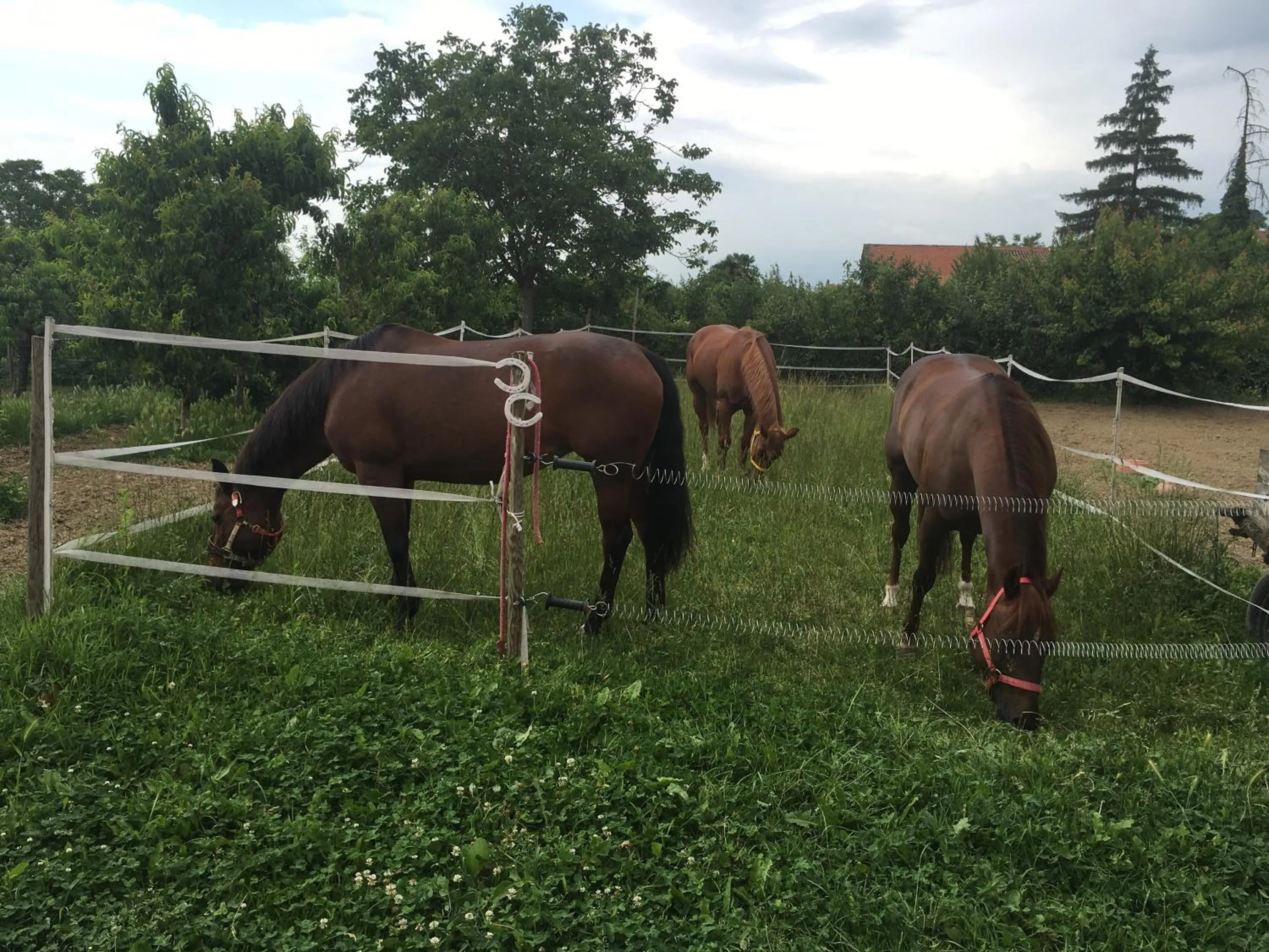 Horse-riding in Felix House