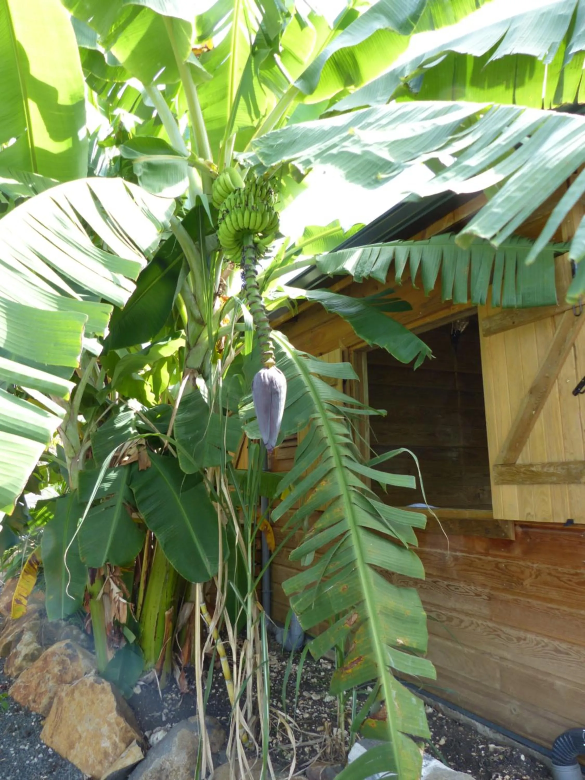 Facade/entrance in Iguana Ecolodge