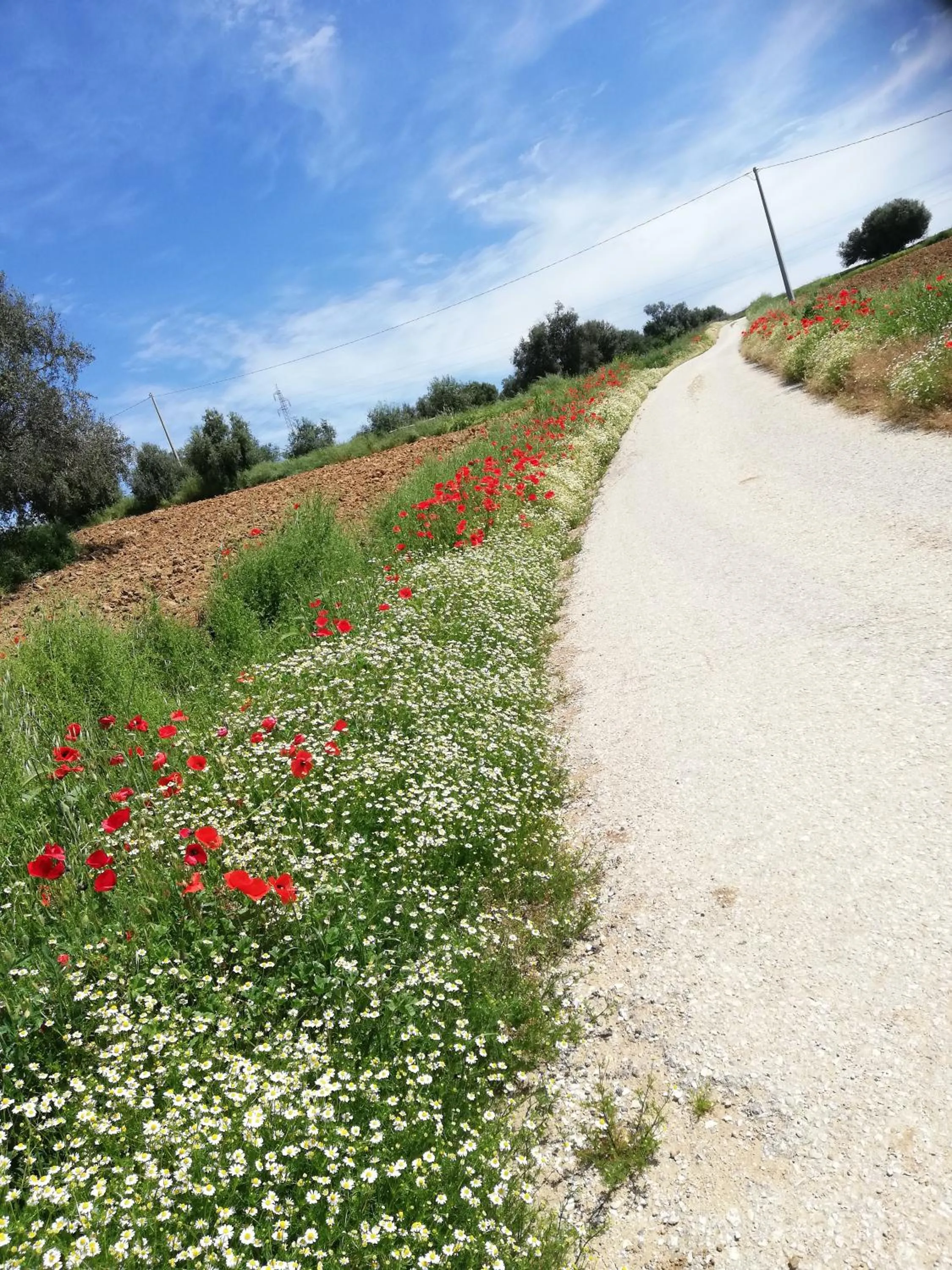 Country House Ciliegia Rossa