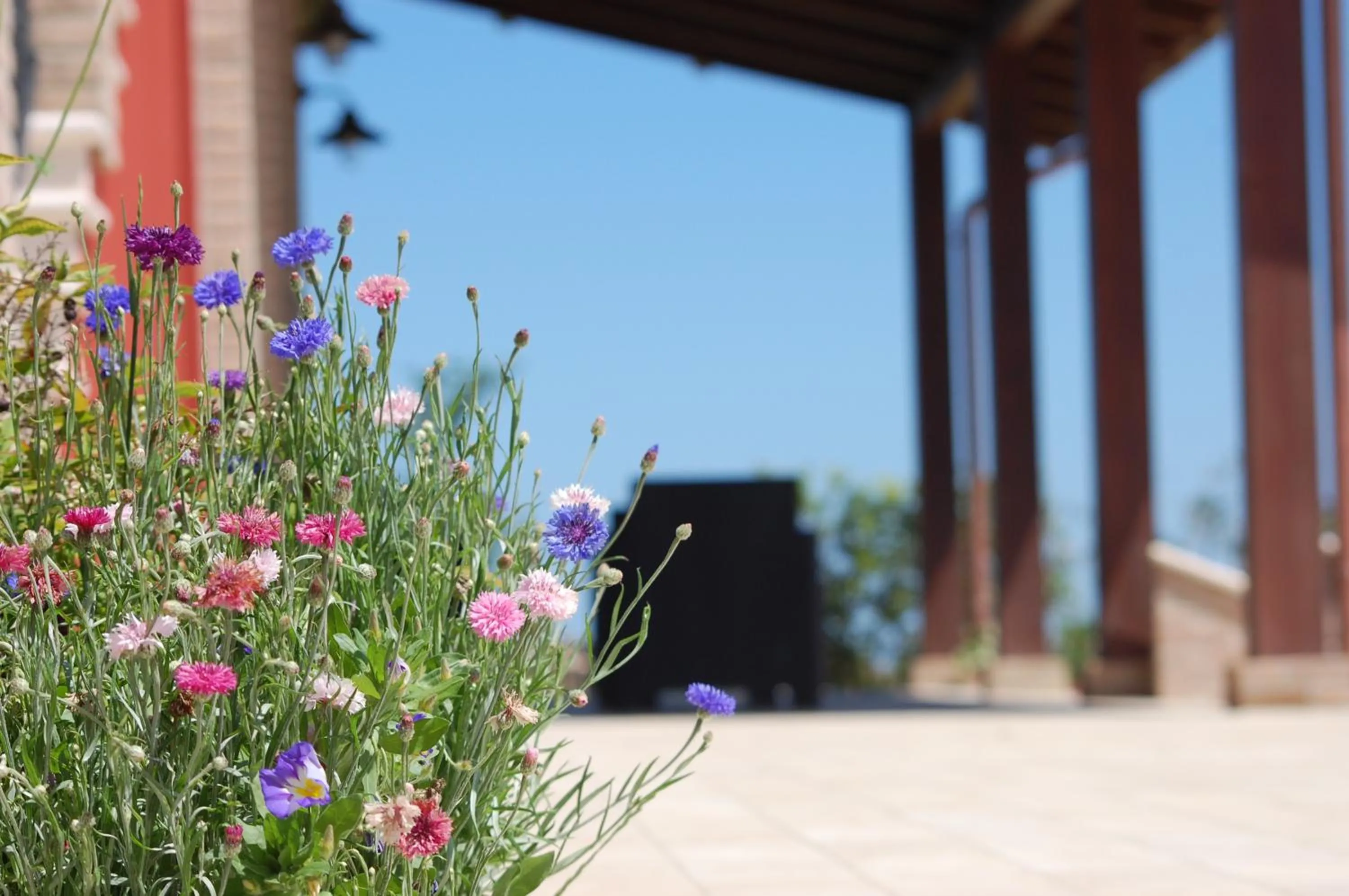 Spring in Country House Ciliegia Rossa