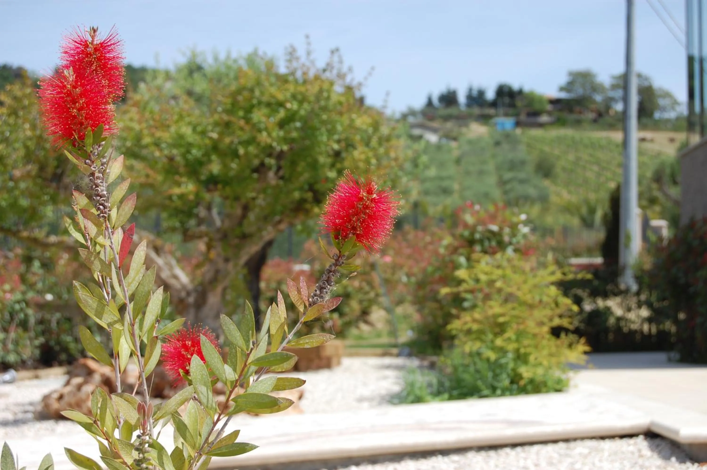 Spring in Country House Ciliegia Rossa