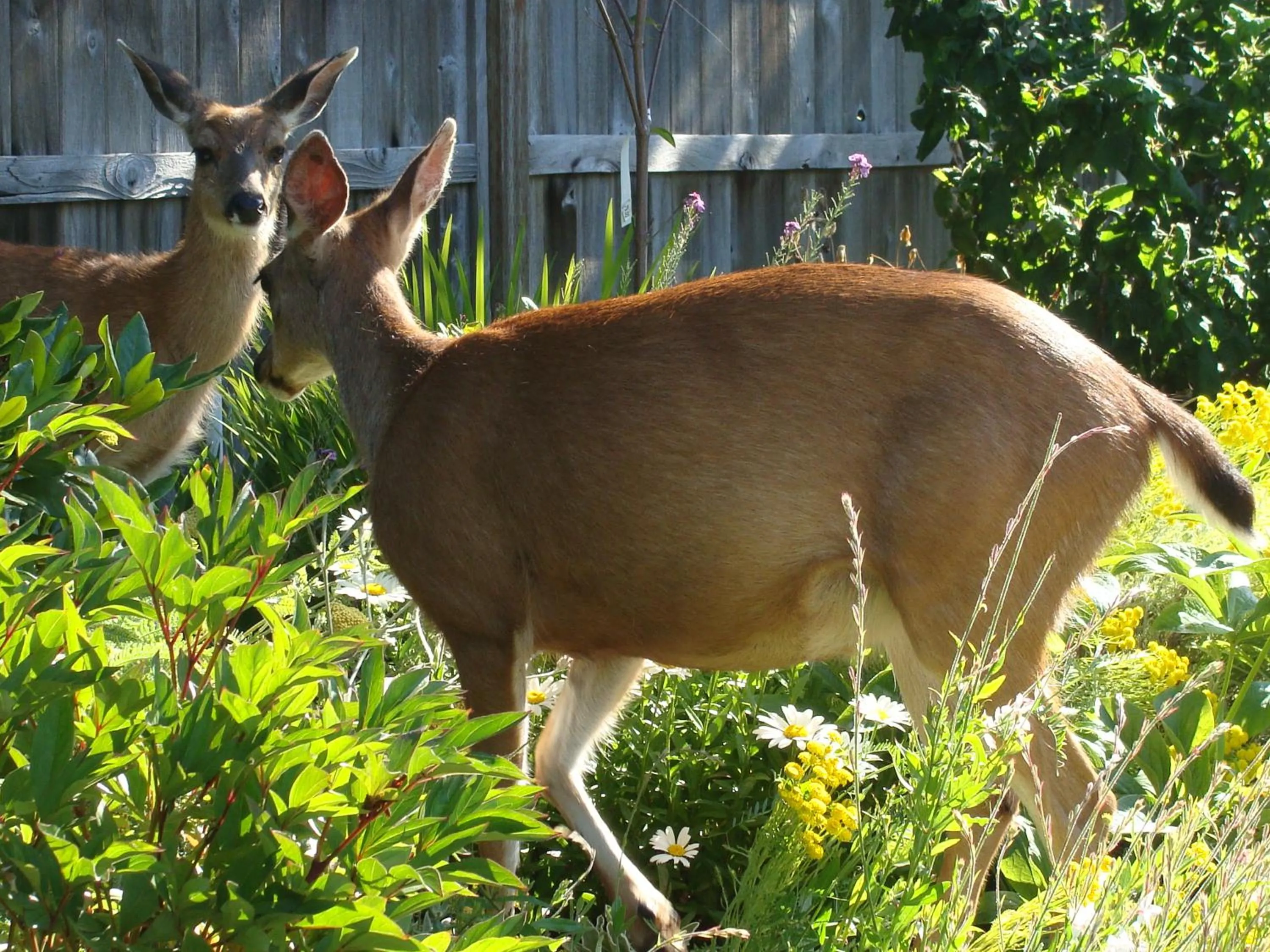 Animals in Estuary House Reflexology B&B
