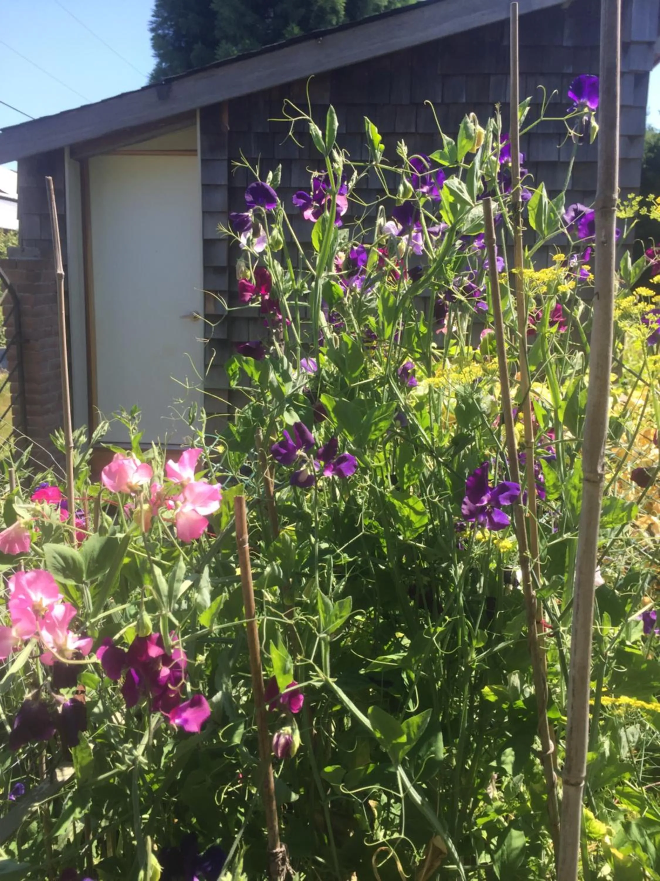 Garden view in Estuary House Reflexology B&B