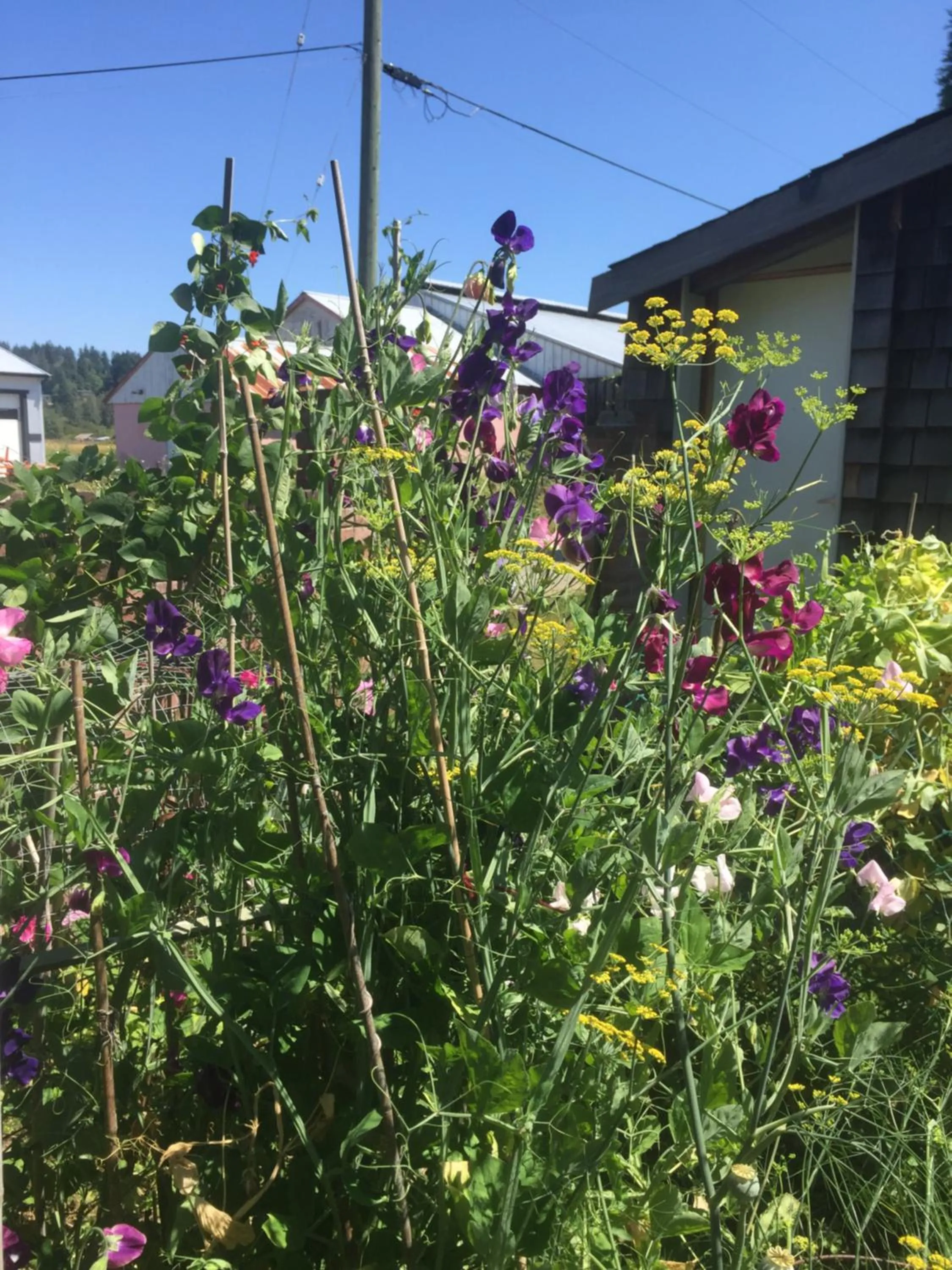 Garden in Estuary House Reflexology B&B