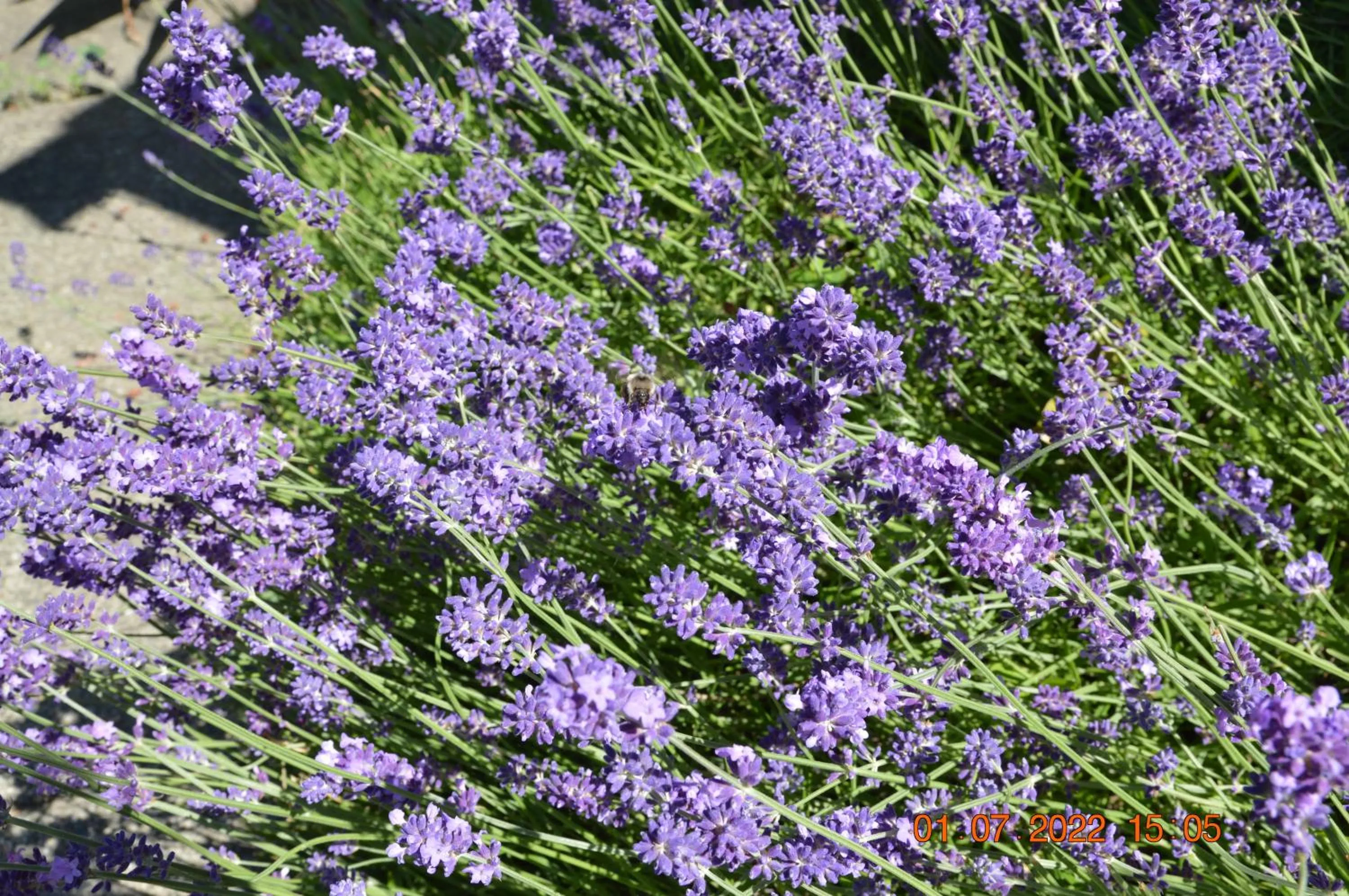 Garden view in Estuary House Reflexology B&B