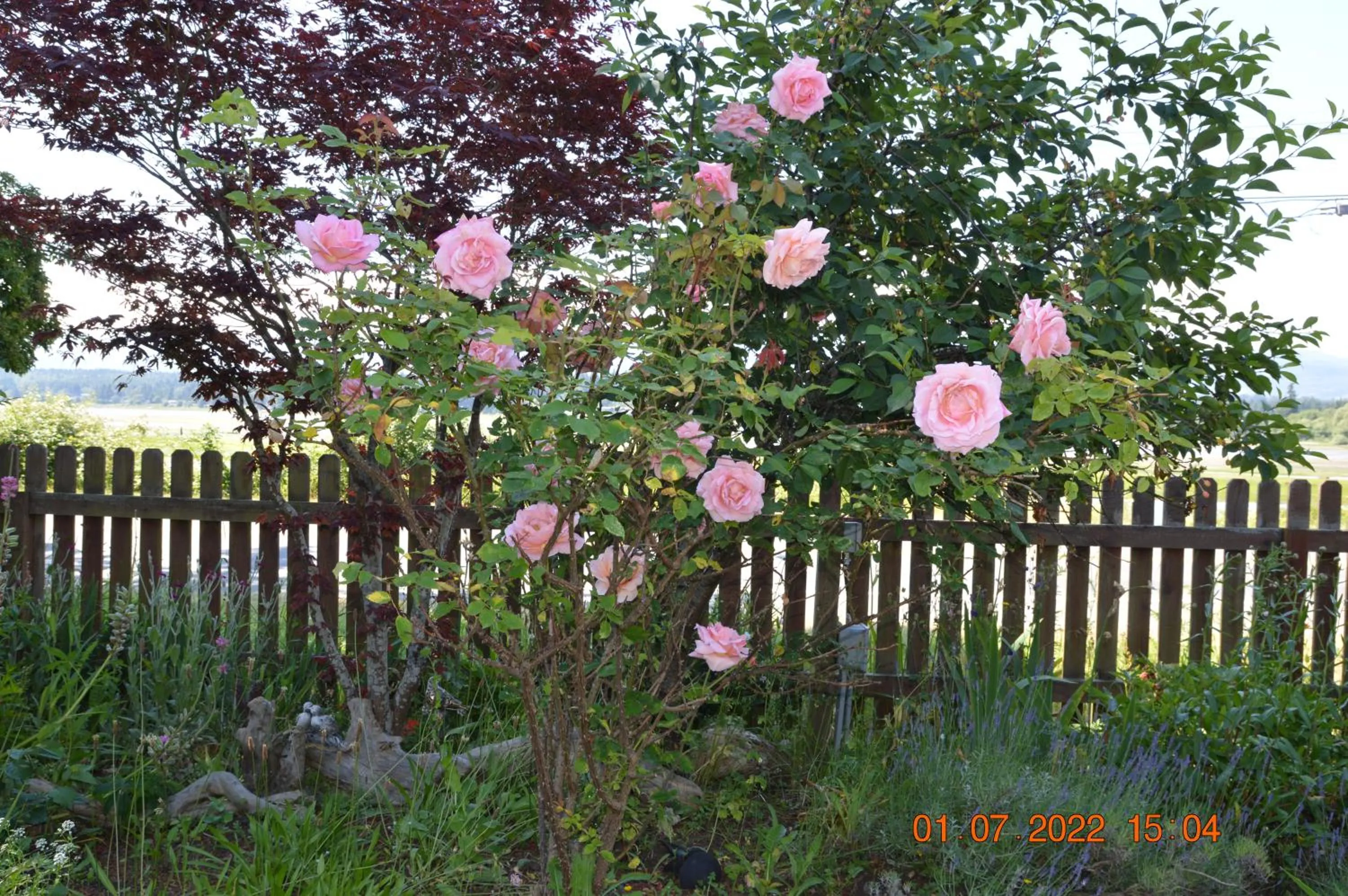 Garden view in Estuary House Reflexology B&B