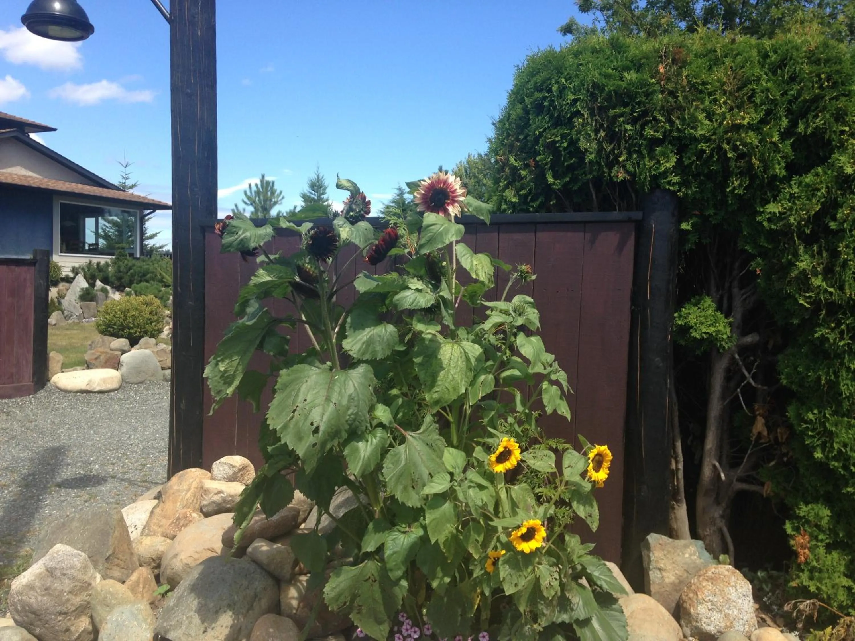 Garden in Estuary House Reflexology B&B