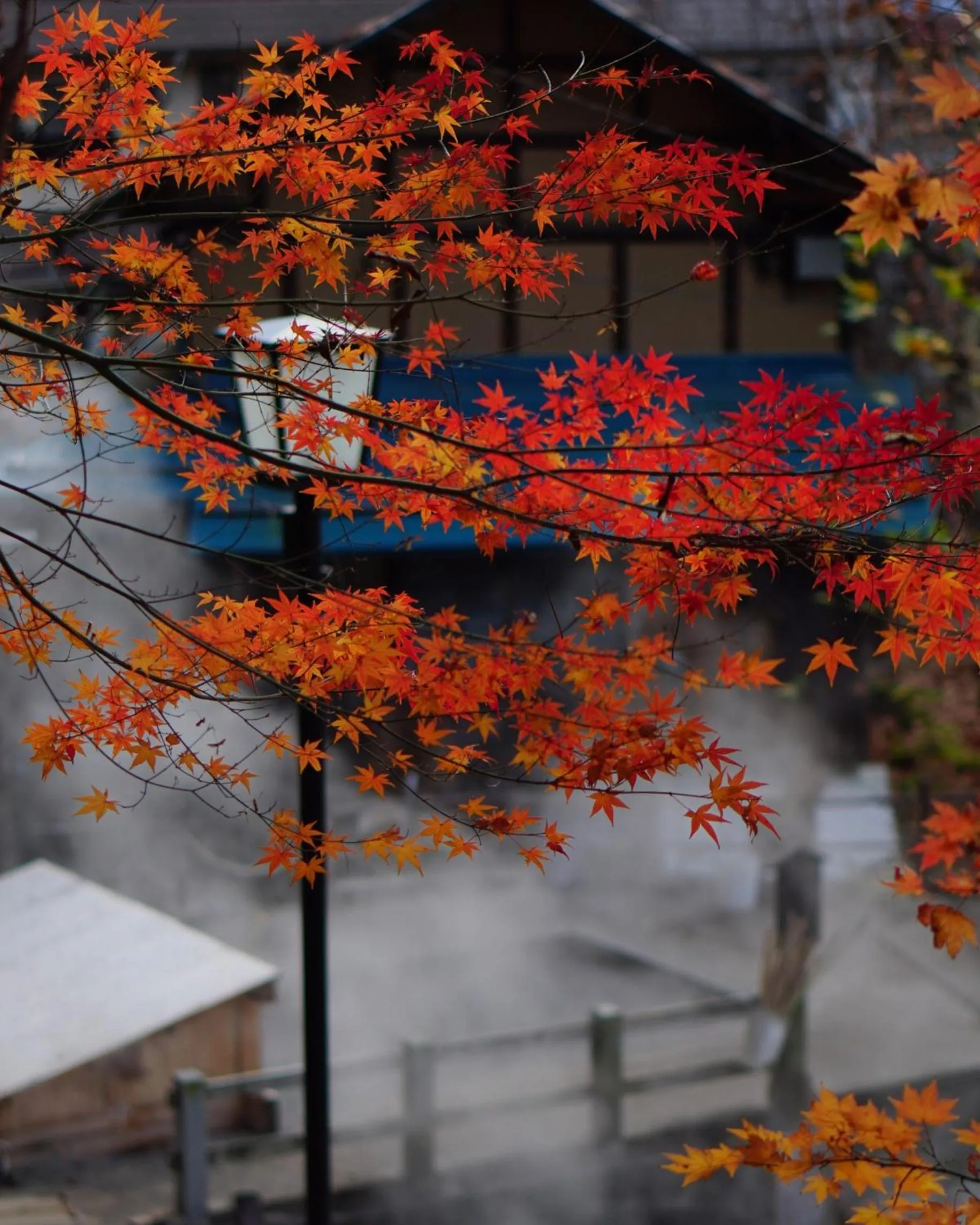 Activities in Nozawa View Hotel Shimataya