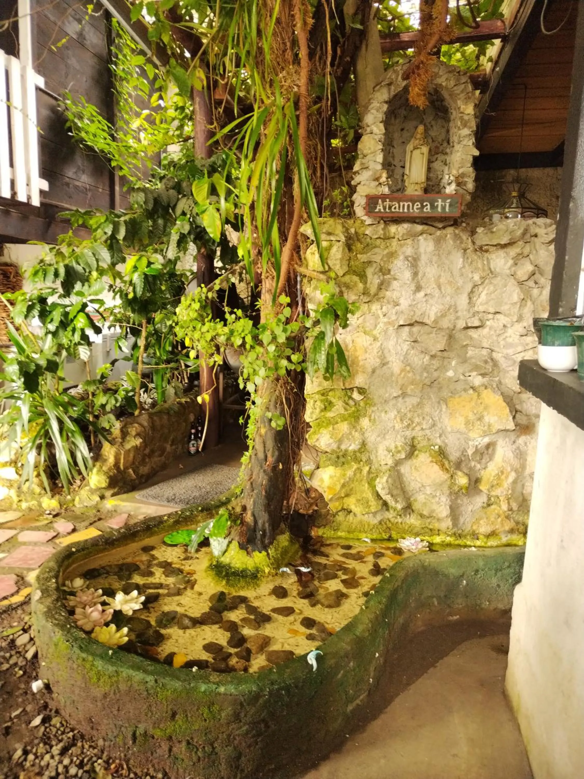 Garden in Hotel Casa Chapultepec