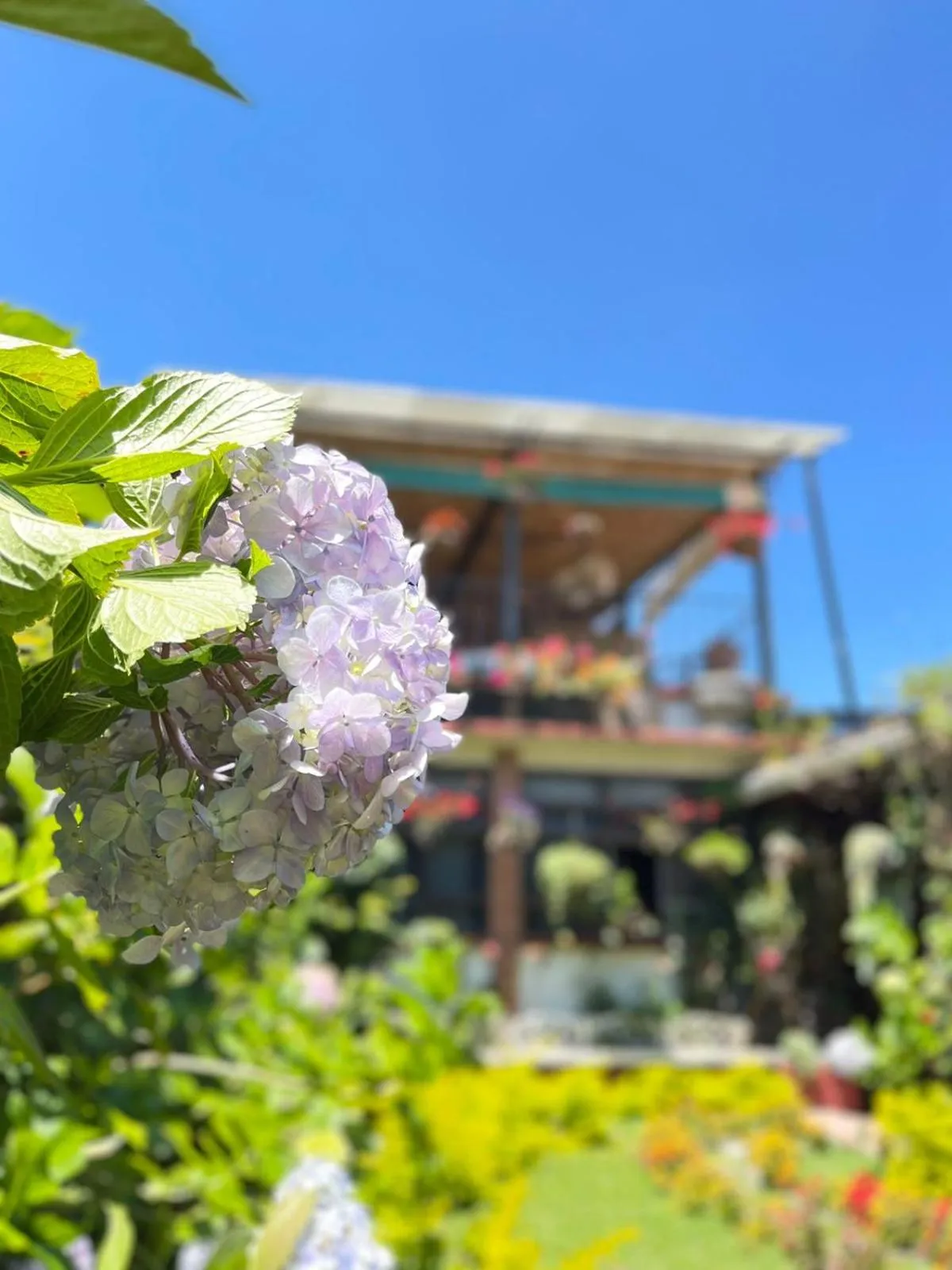 Garden in Hotel Casa Chapultepec