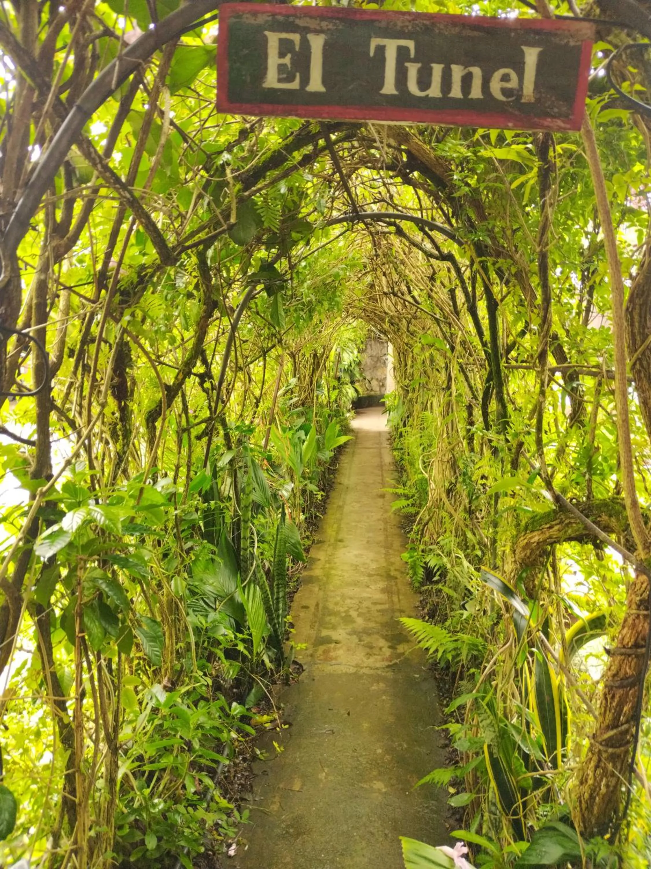 Natural landscape in Hotel Casa Chapultepec