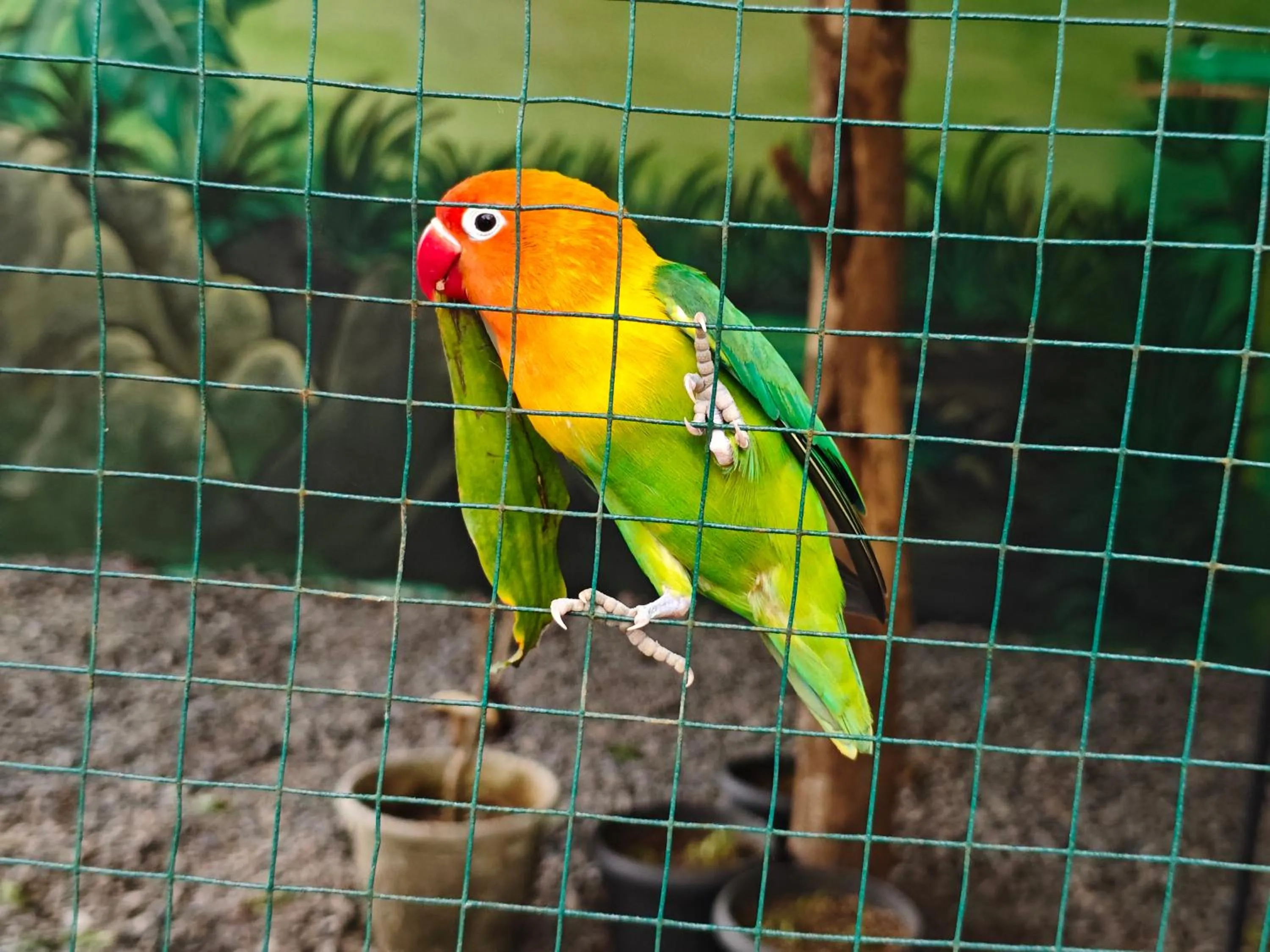 Animals in Meotel Purwokerto