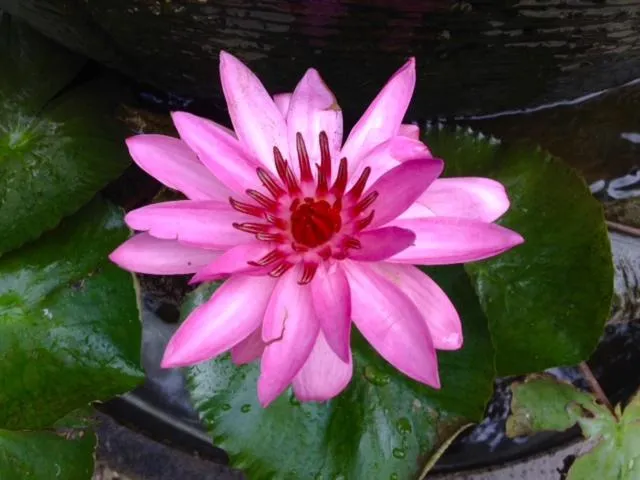 Garden in Kebun Rohani Cottages